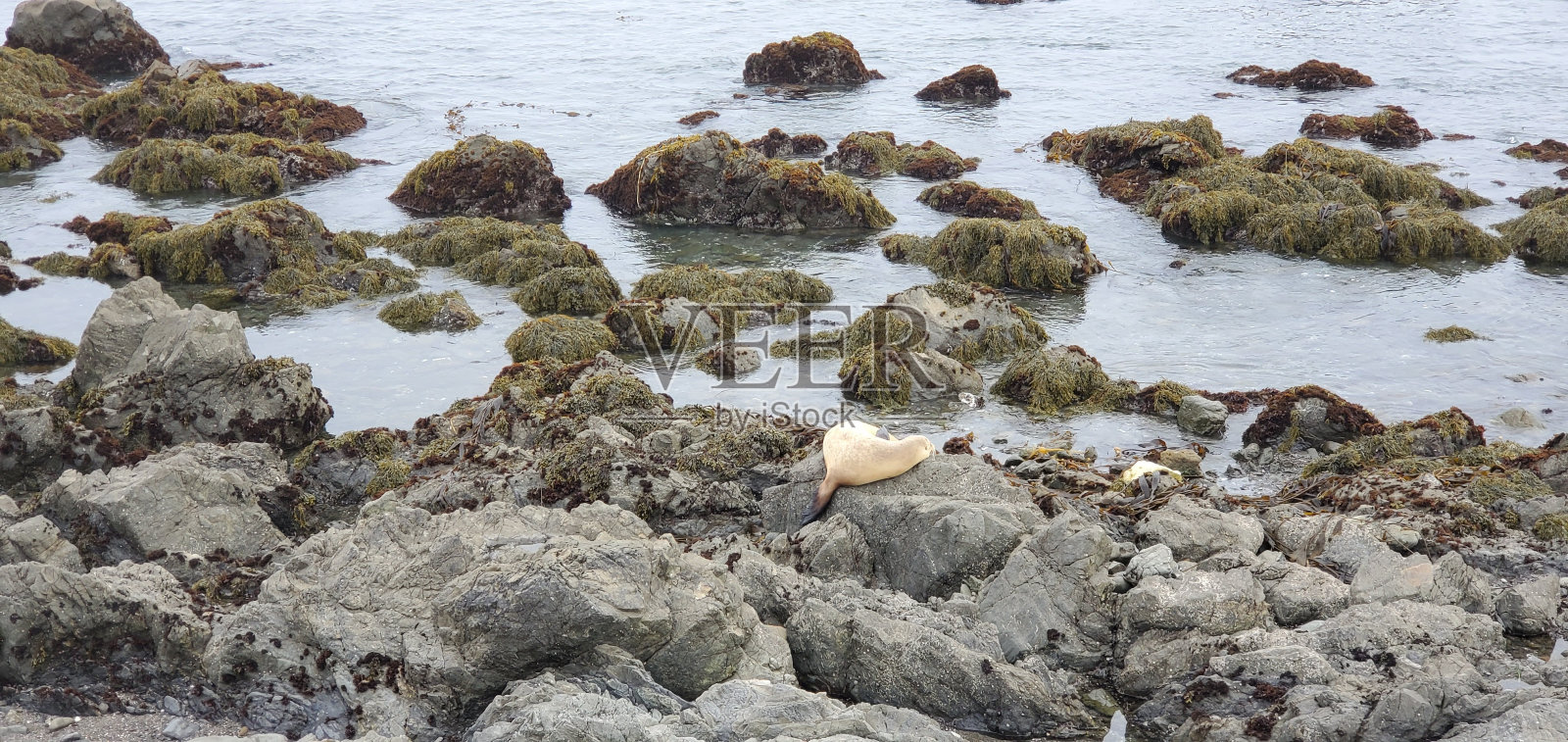 加州圣西蒙的象海豹照片摄影图片