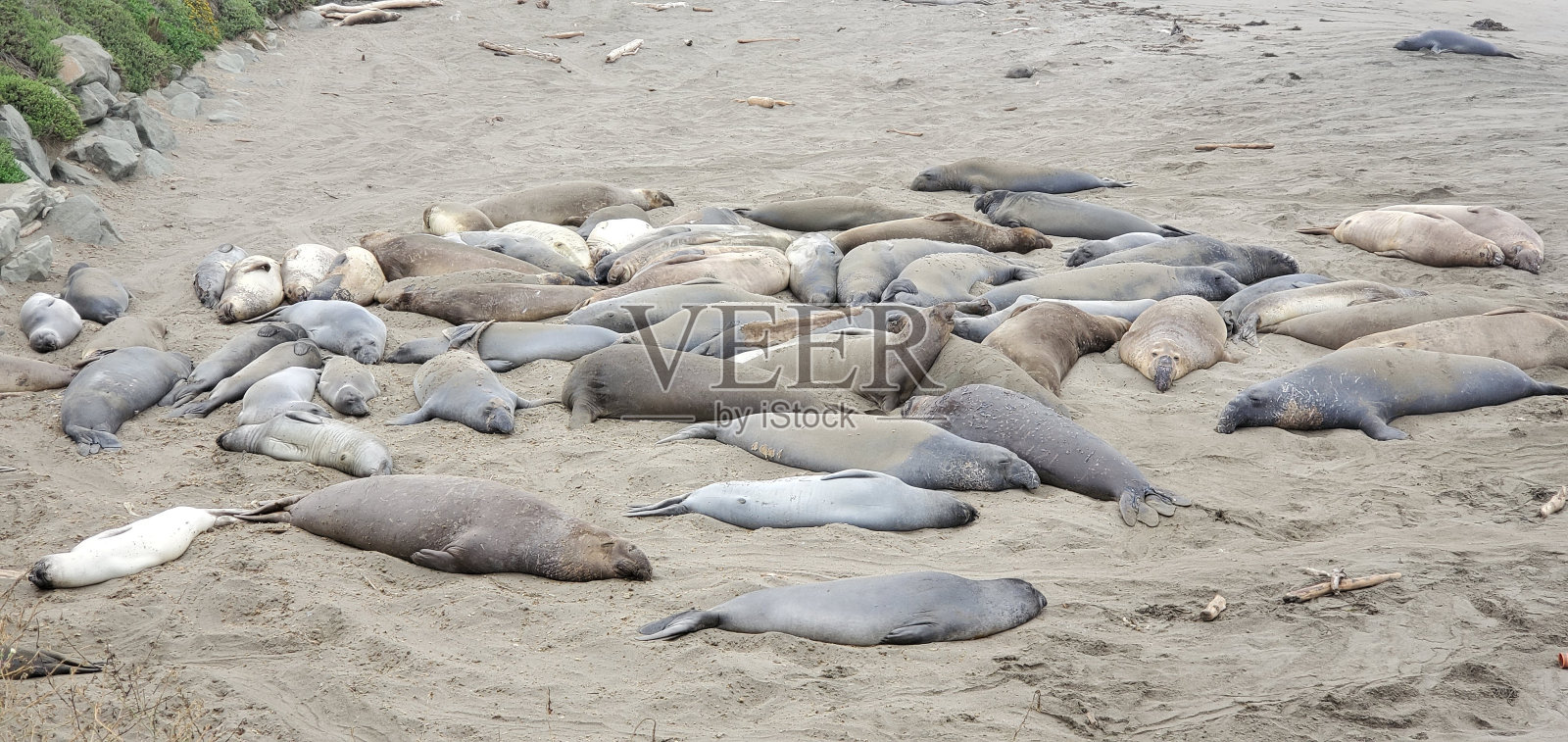 加州圣西蒙的象海豹照片摄影图片