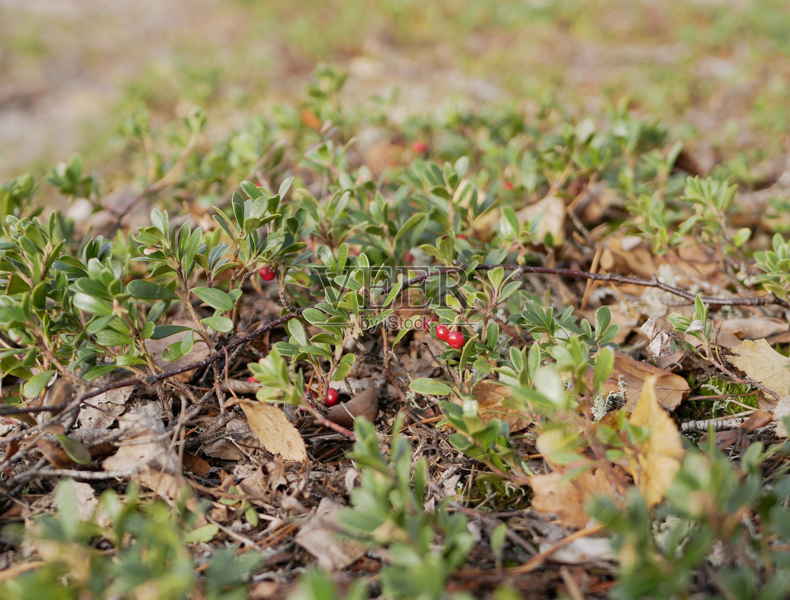 一个多云的秋日，灌木树枝上成熟的大越橘。健康的素食，富含维生素和微量元素。照片摄影图片
