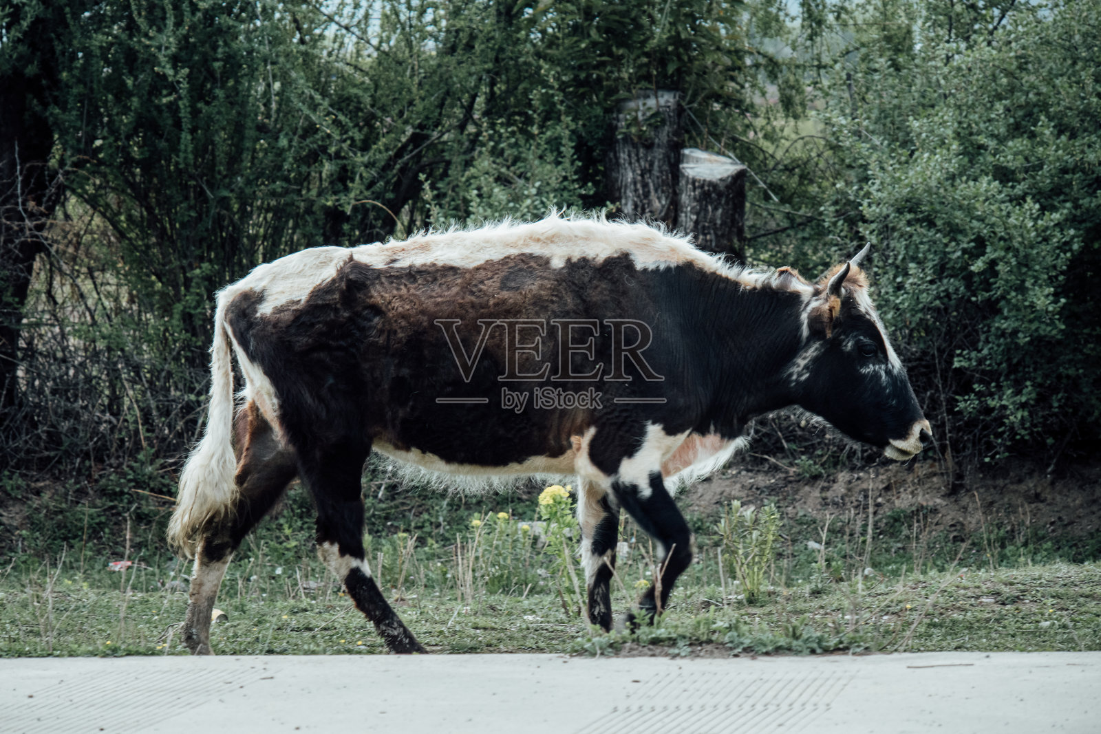草原上的牛群照片摄影图片