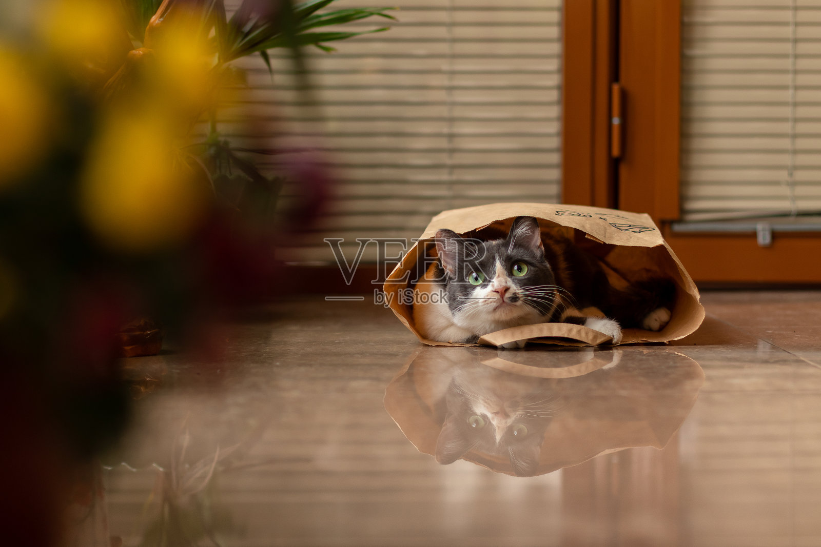 猫室内照片摄影图片