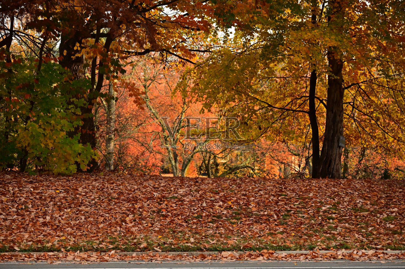 秋天的颜色照片摄影图片