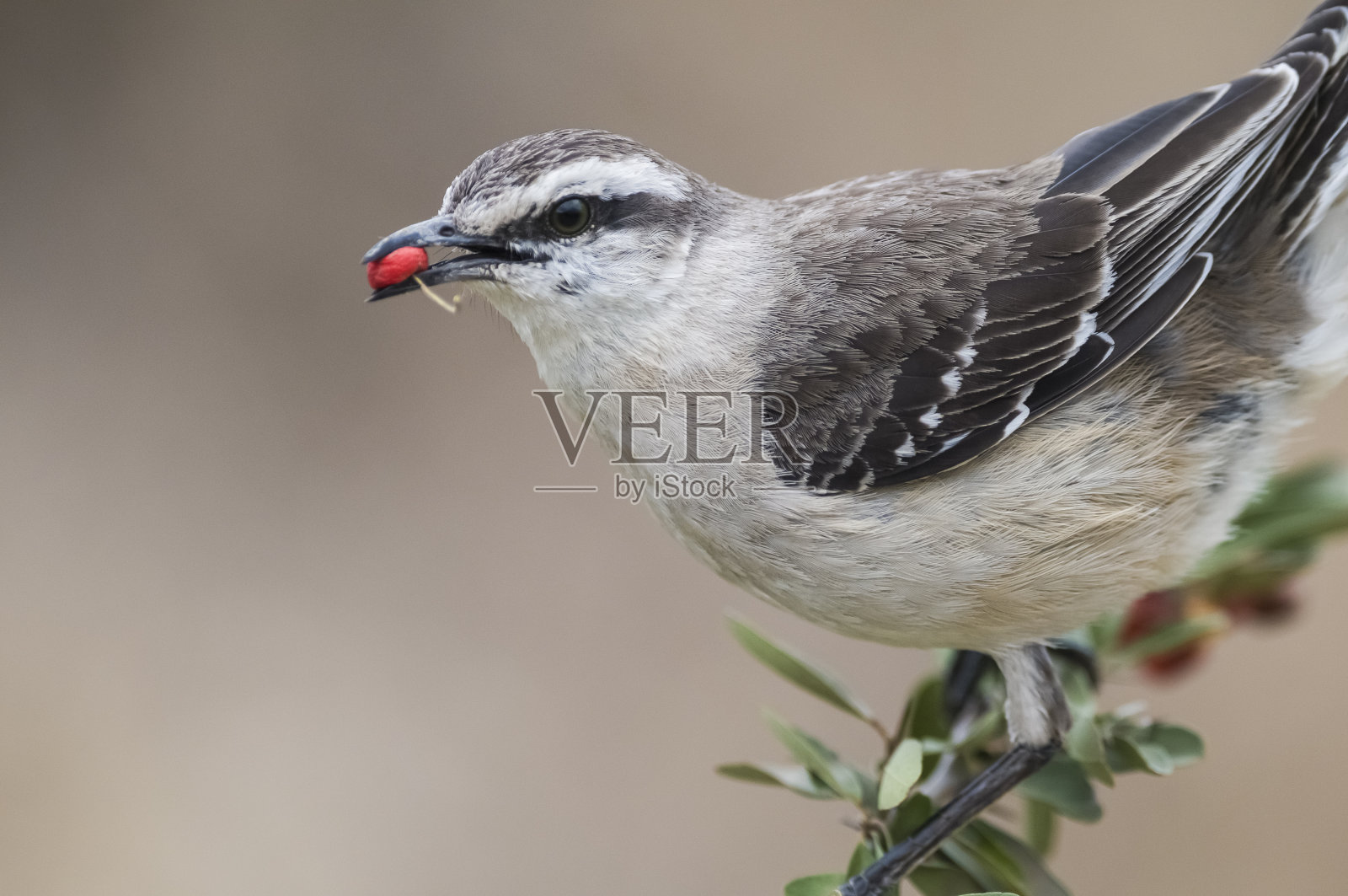 白色带状的知更鸟，在脊椎森林环境，潘帕斯，阿根廷。照片摄影图片