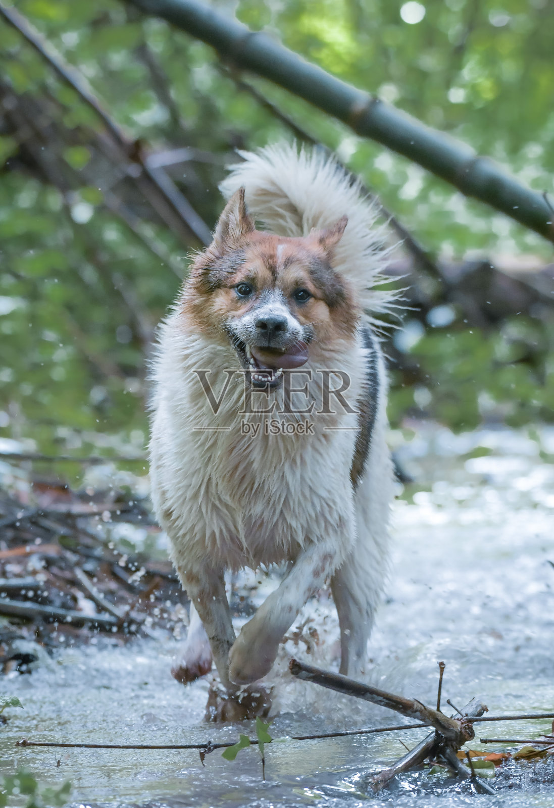 泰国曼谷狗照片摄影图片