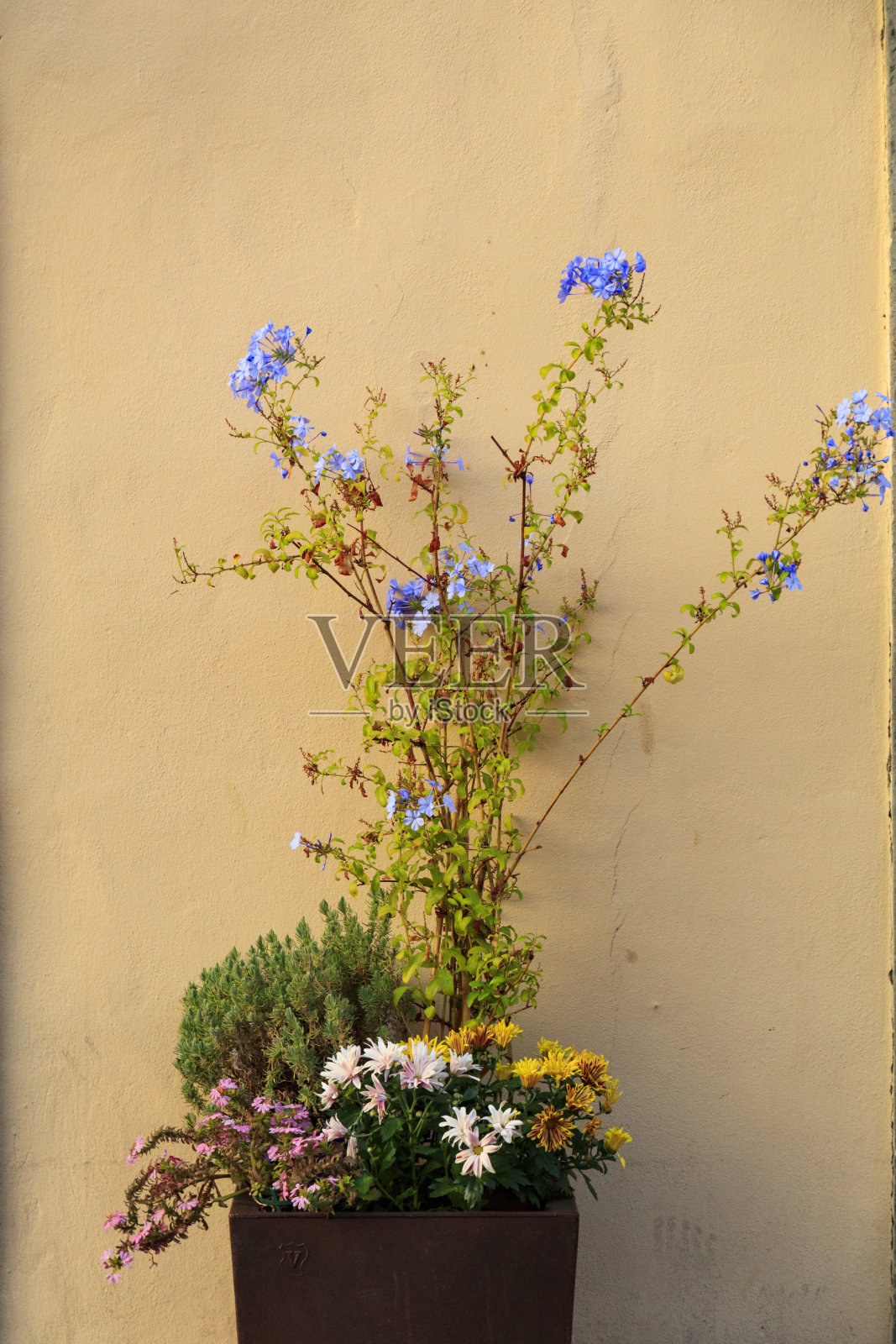 意大利。佛罗伦萨。花盆。照片摄影图片