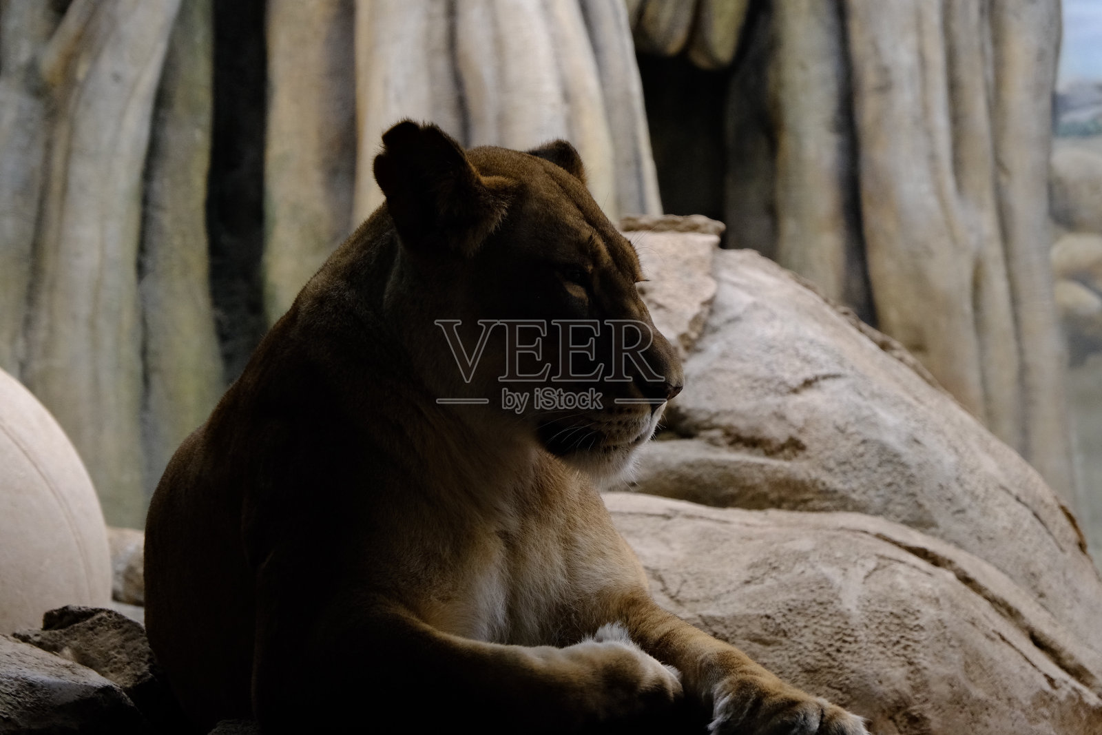 狮子照片摄影图片