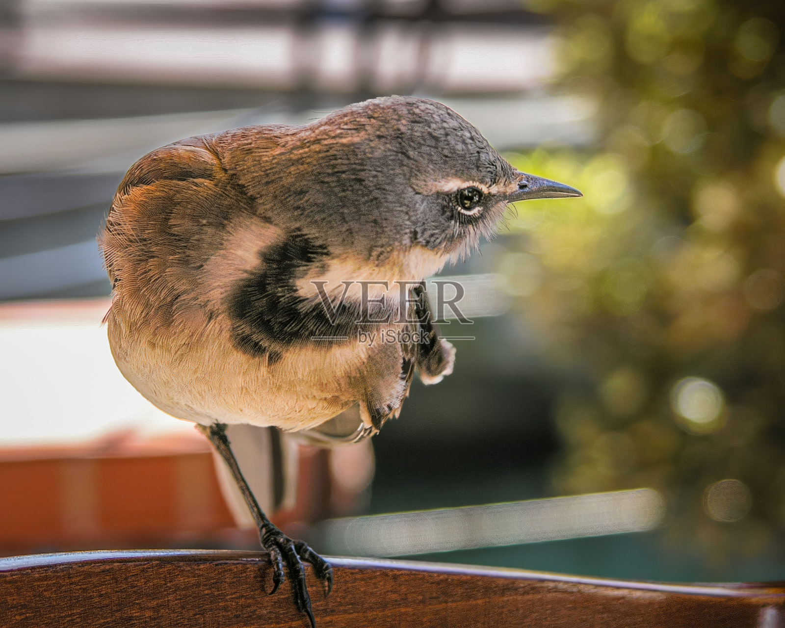 单腿鸟照片摄影图片