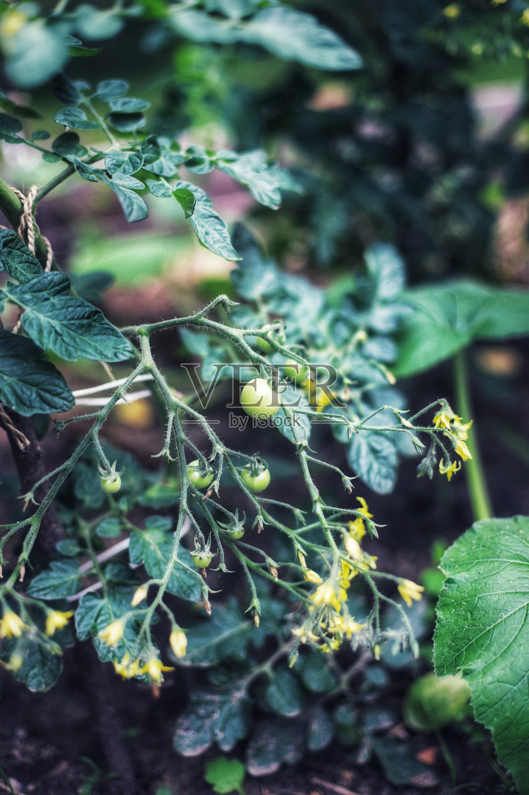 新鲜生长的樱桃番茄的特写摄影照片摄影图片