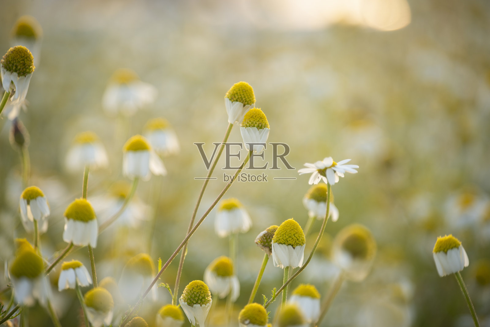 阳光下可爱的田野雏菊。日落前闭合洋甘菊。照片摄影图片