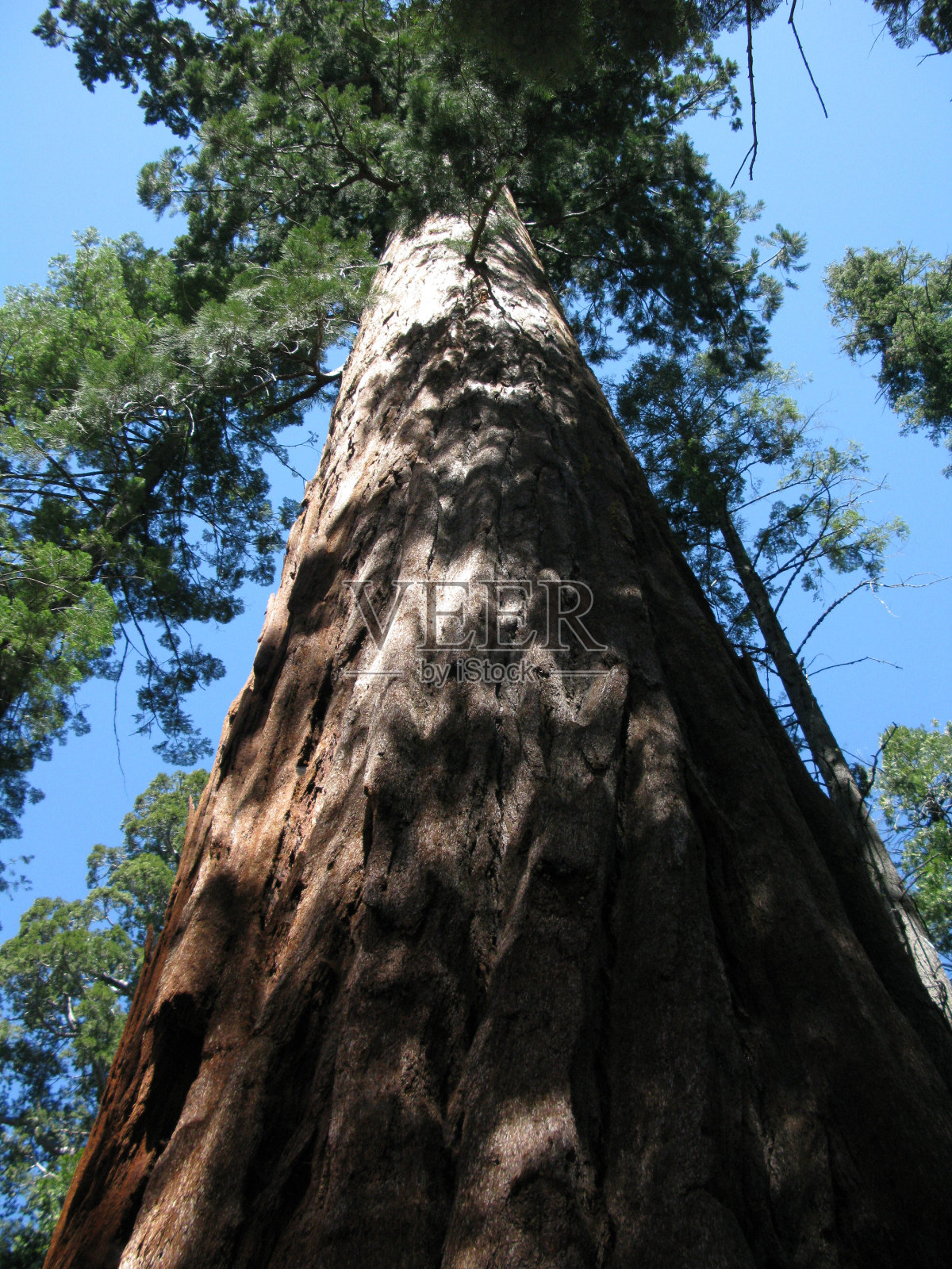 有大树的森林。照片摄影图片