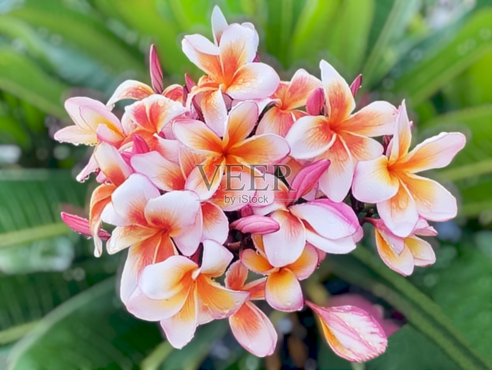 浅粉红色的凤仙花照片摄影图片