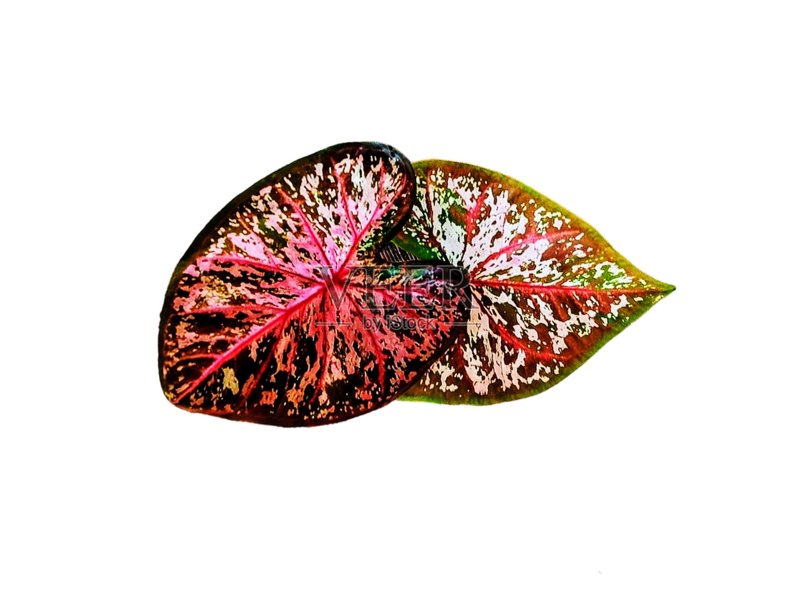 粉红色和白色的叶子照片摄影图片