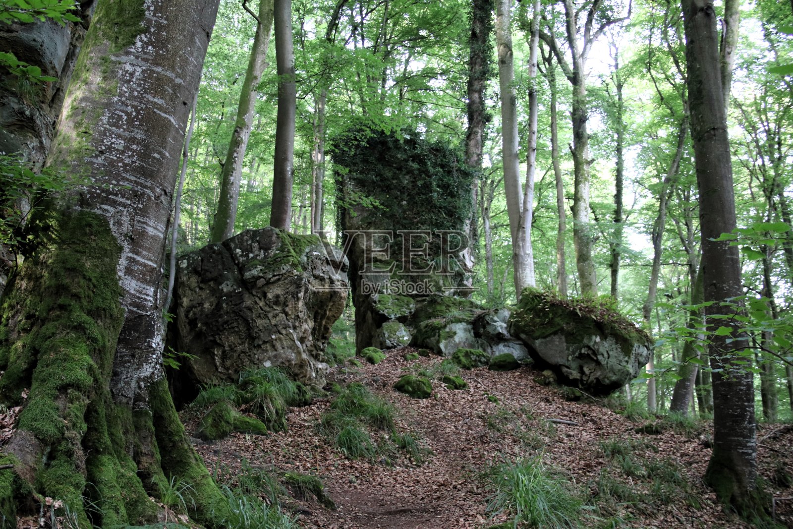 Heringer Millen，步行，徒步W3, mullerthal照片摄影图片