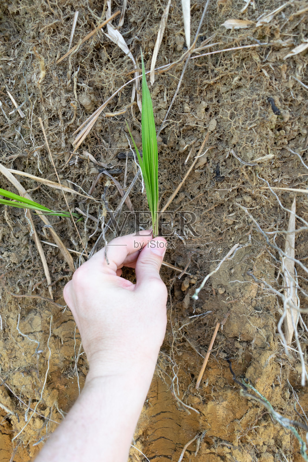 一位拉丁裔哥伦比亚人的白手保护着一根竹枝照片摄影图片