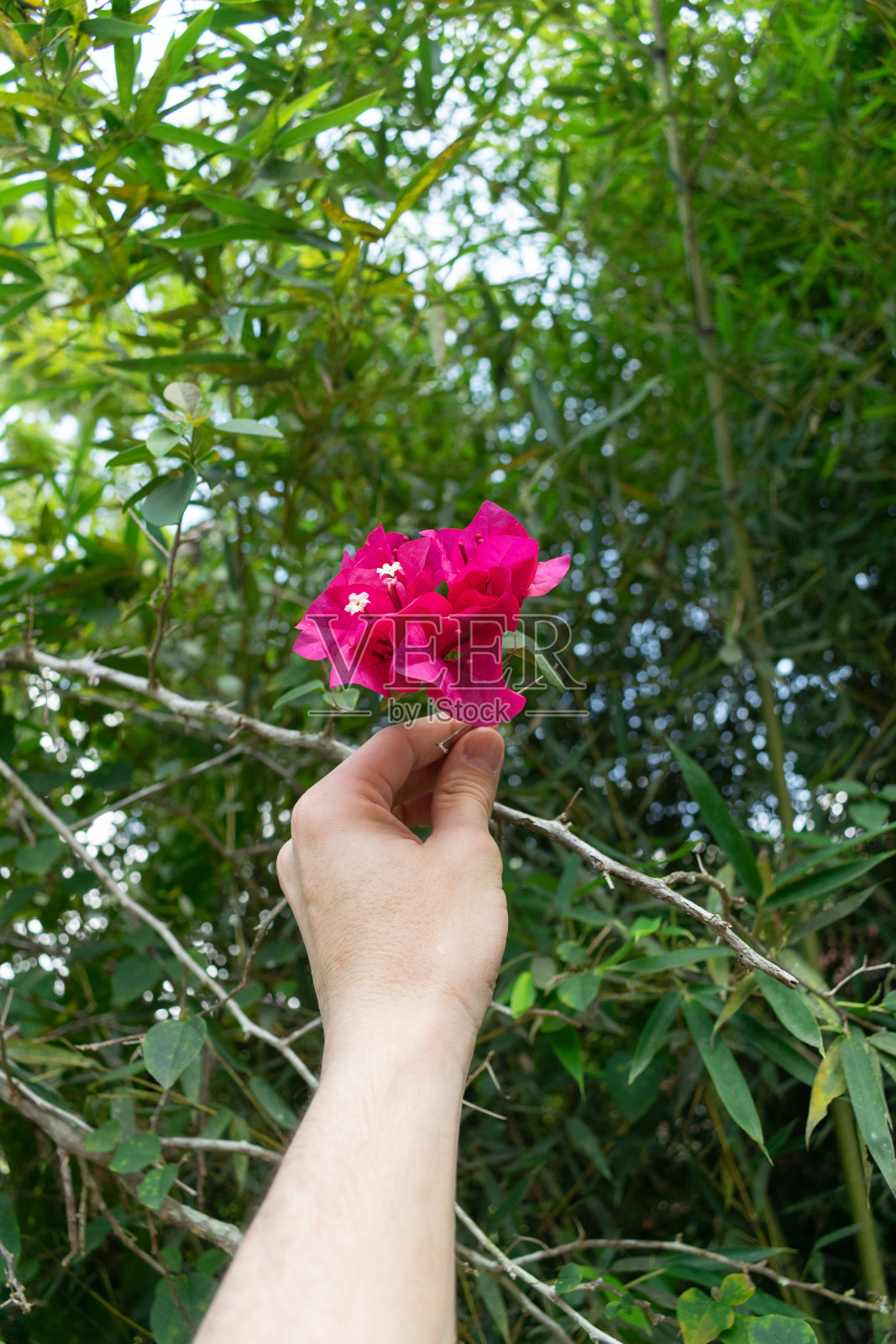 一位哥伦比亚拉丁裔妇女用堆肥在她的花园里种植植物照片摄影图片