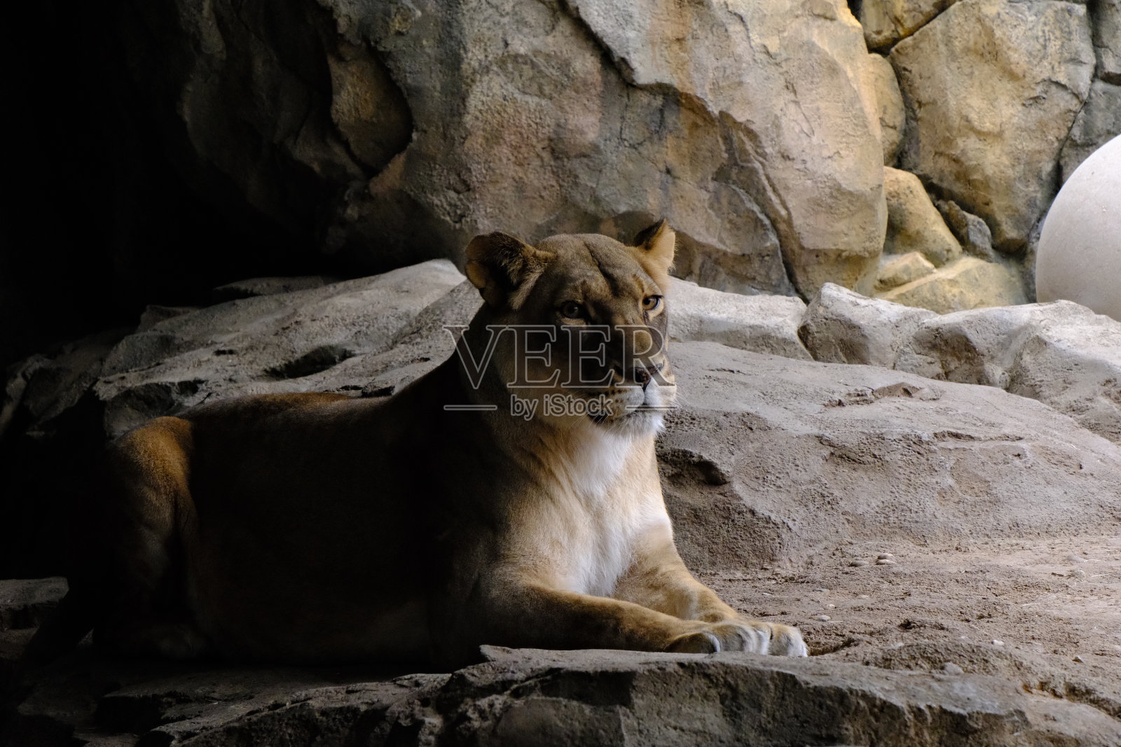 狮子照片摄影图片