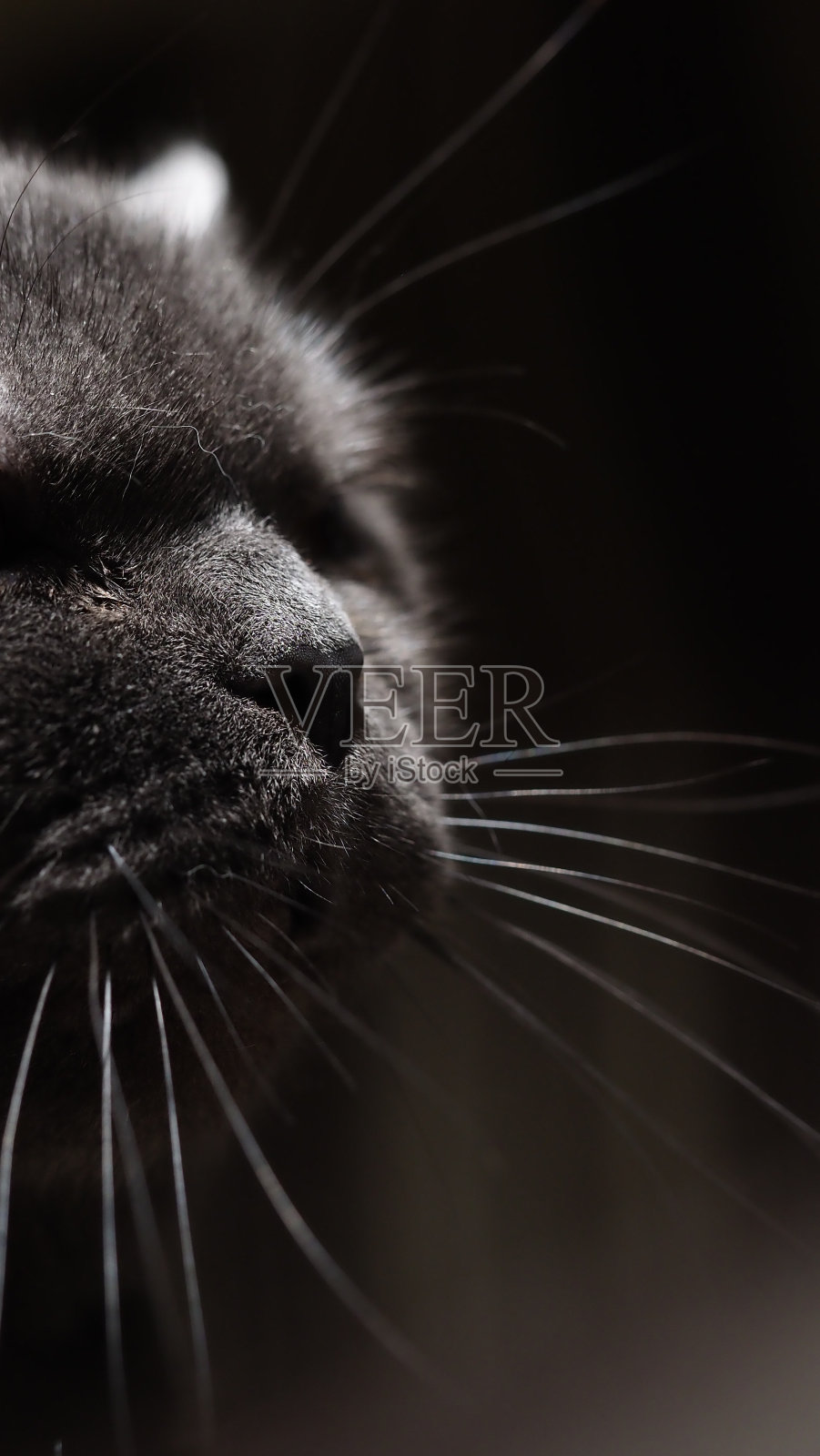 黑色背景上的黑猫特写，有胡子的口鼻照片摄影图片