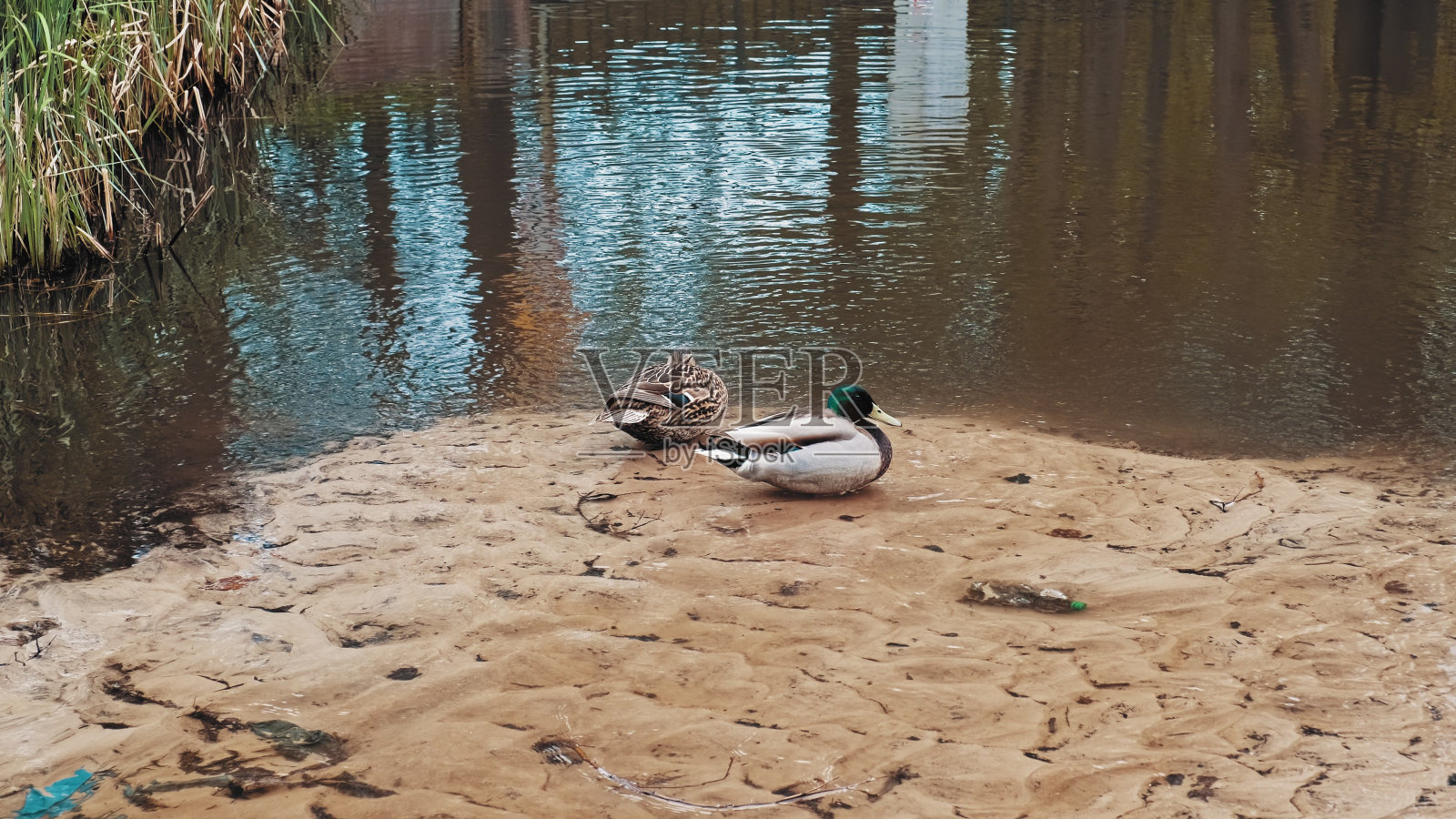 鸭子和公鸭坐在浅水湖岸边的沙地上照片摄影图片