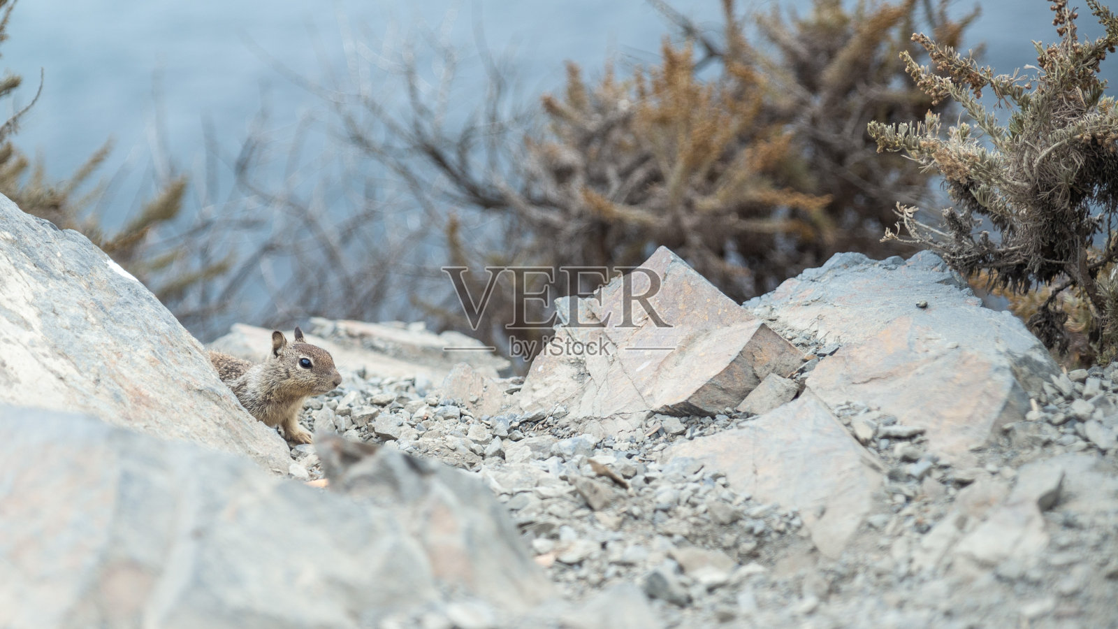 加利福尼亚1号公路岩石后躲藏的松鼠照片摄影图片