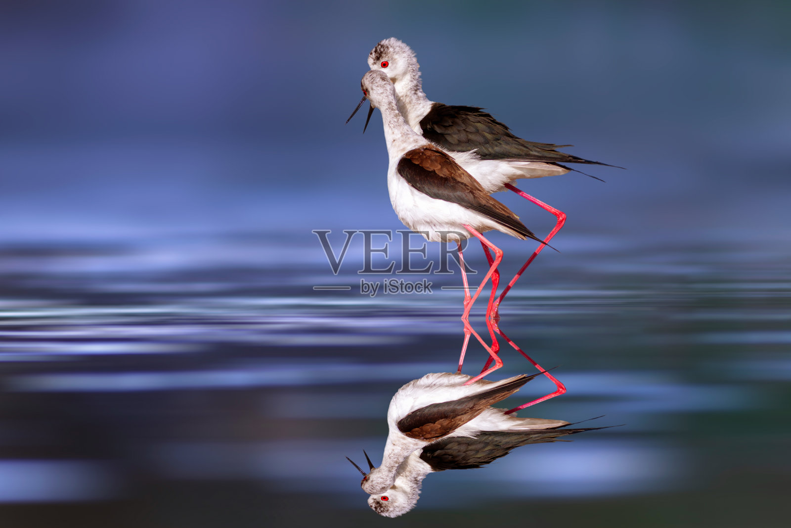 浪漫的鸟类。色彩缤纷的自然背景。鸟:黑翅高跷。Himantopus Himantopus。照片摄影图片