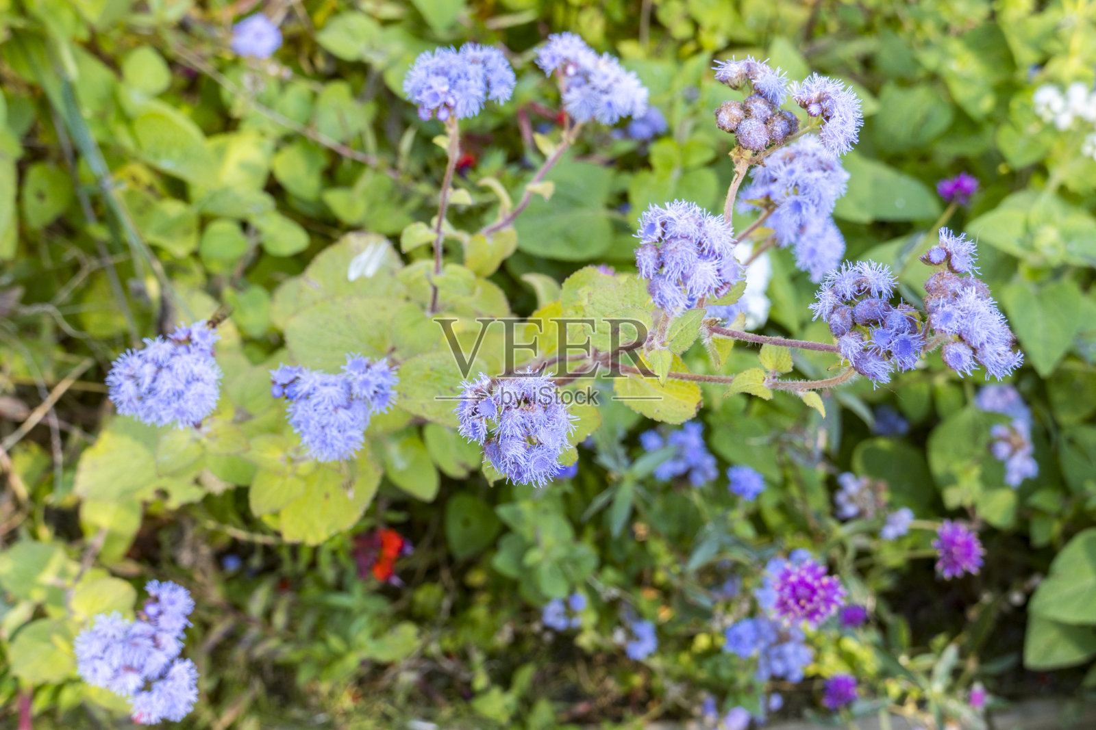 花，有紫色的花头照片摄影图片