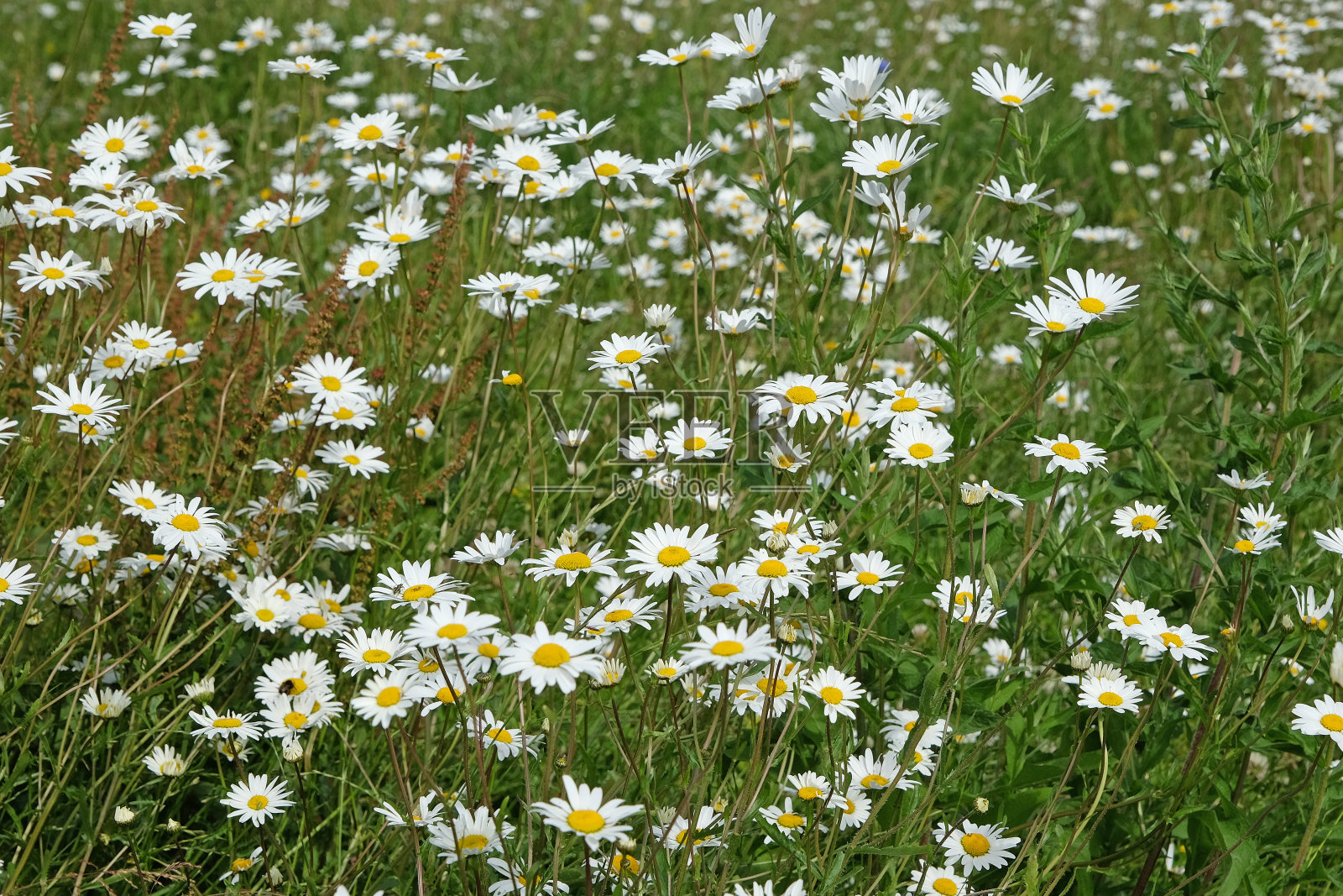 白色牛眼雏菊，普通菊，正花。照片摄影图片