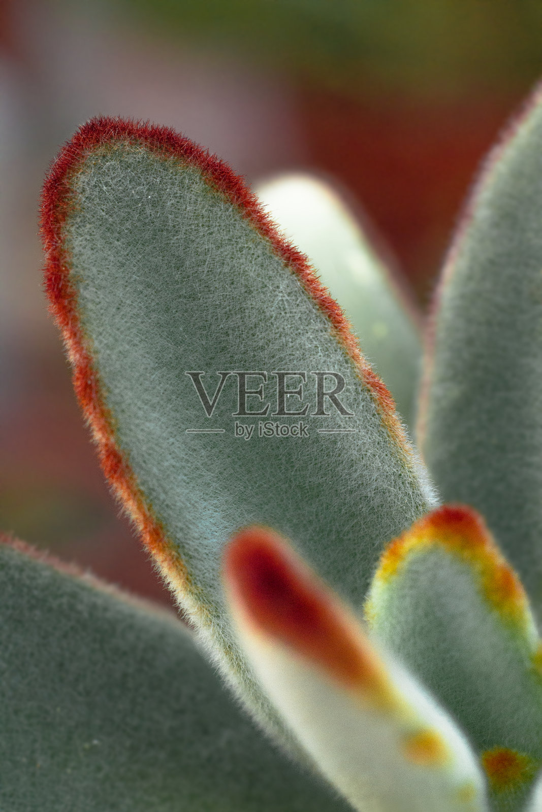 高凉菜属tomentosa照片摄影图片