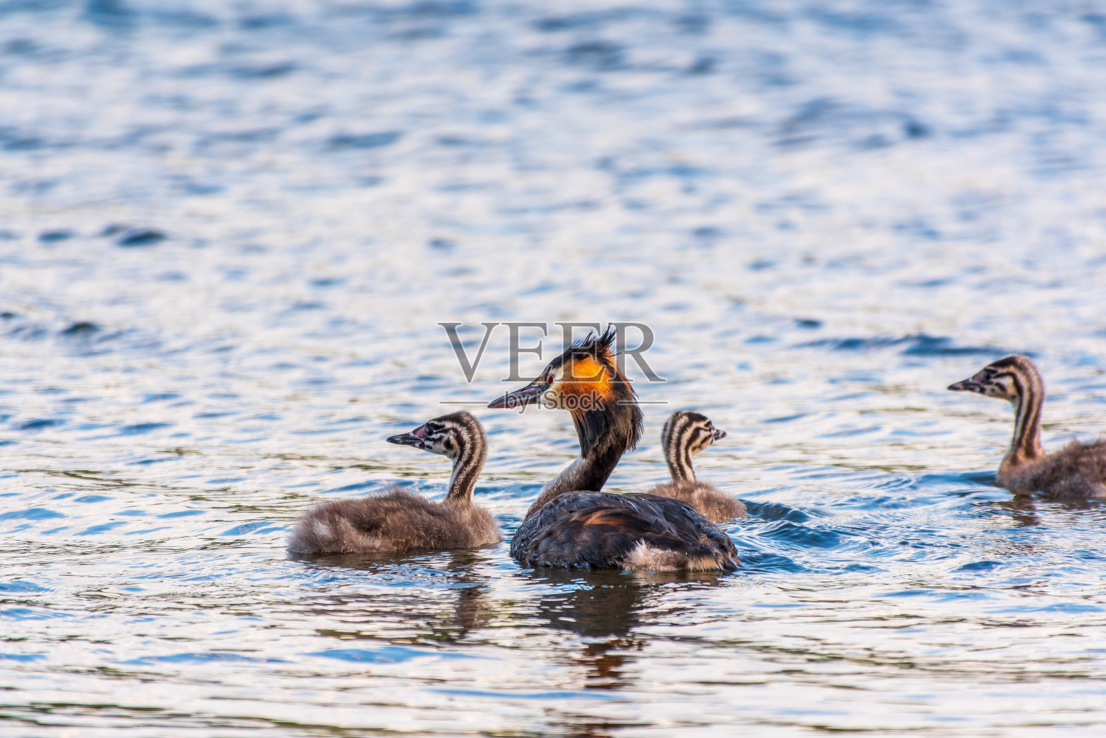 水鸟，带着小鸡的大凤头grewhite，在湖里游泳。照片摄影图片