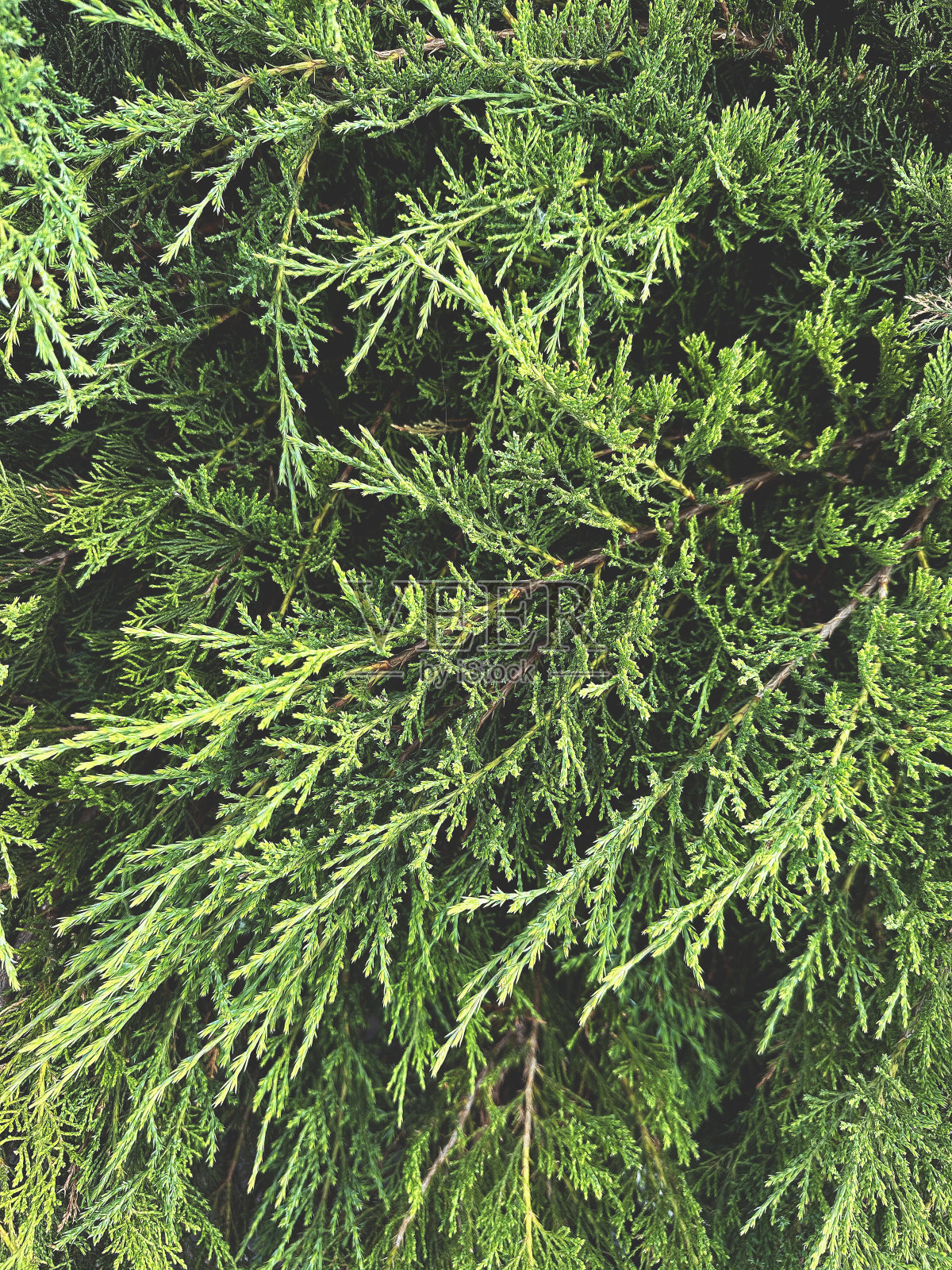 刺柏郁郁葱葱的绿叶纹理背景图像照片摄影图片