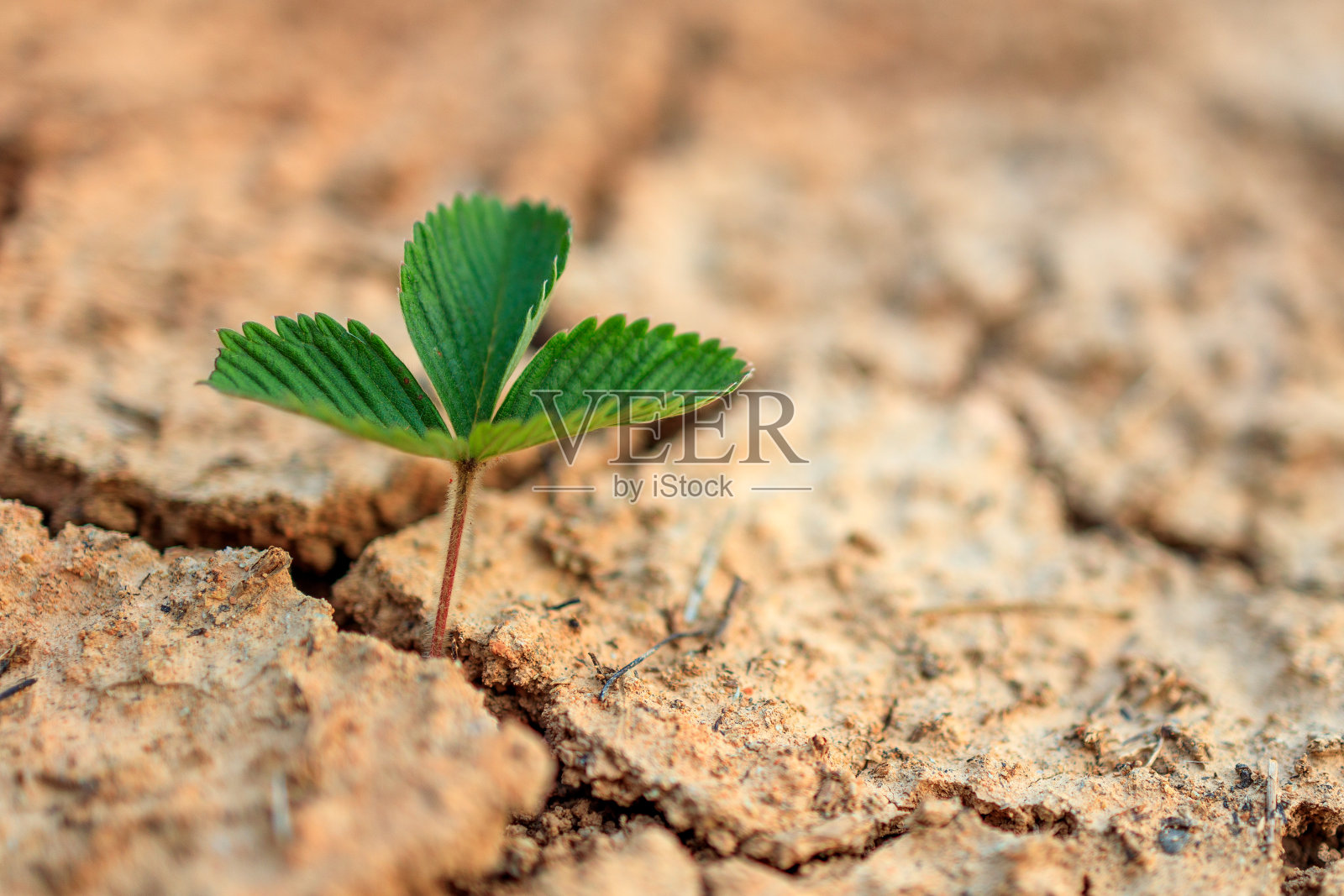 一种绿色植物生长在干旱开裂的土地上照片摄影图片