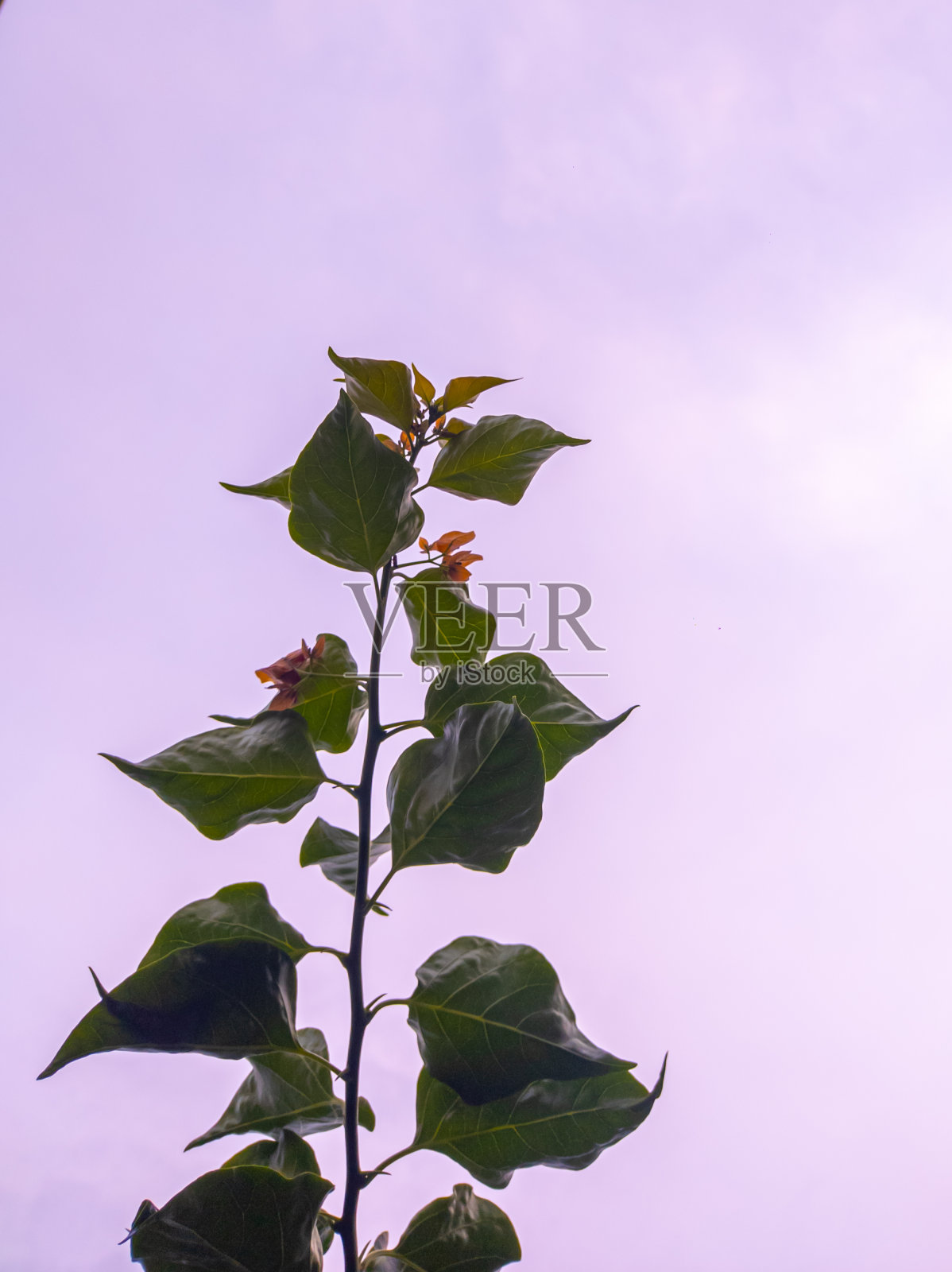 树枝和紫色的天空背景。照片摄影图片