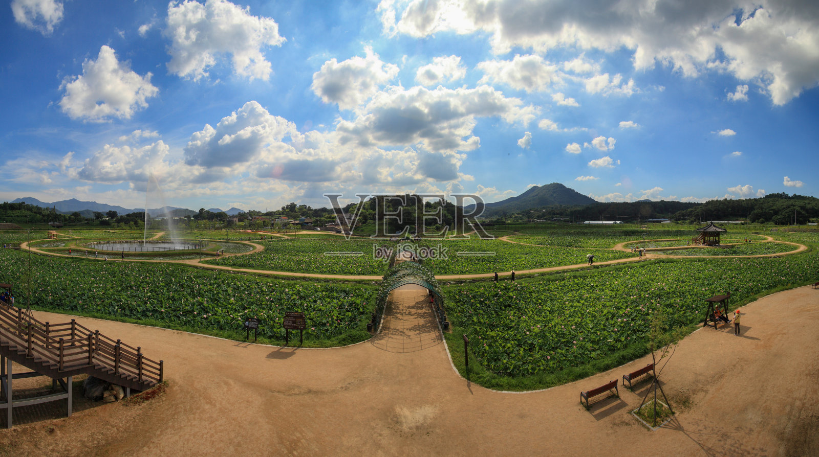 美丽的粉红色荷花和一片绿叶在池塘里。照片摄影图片