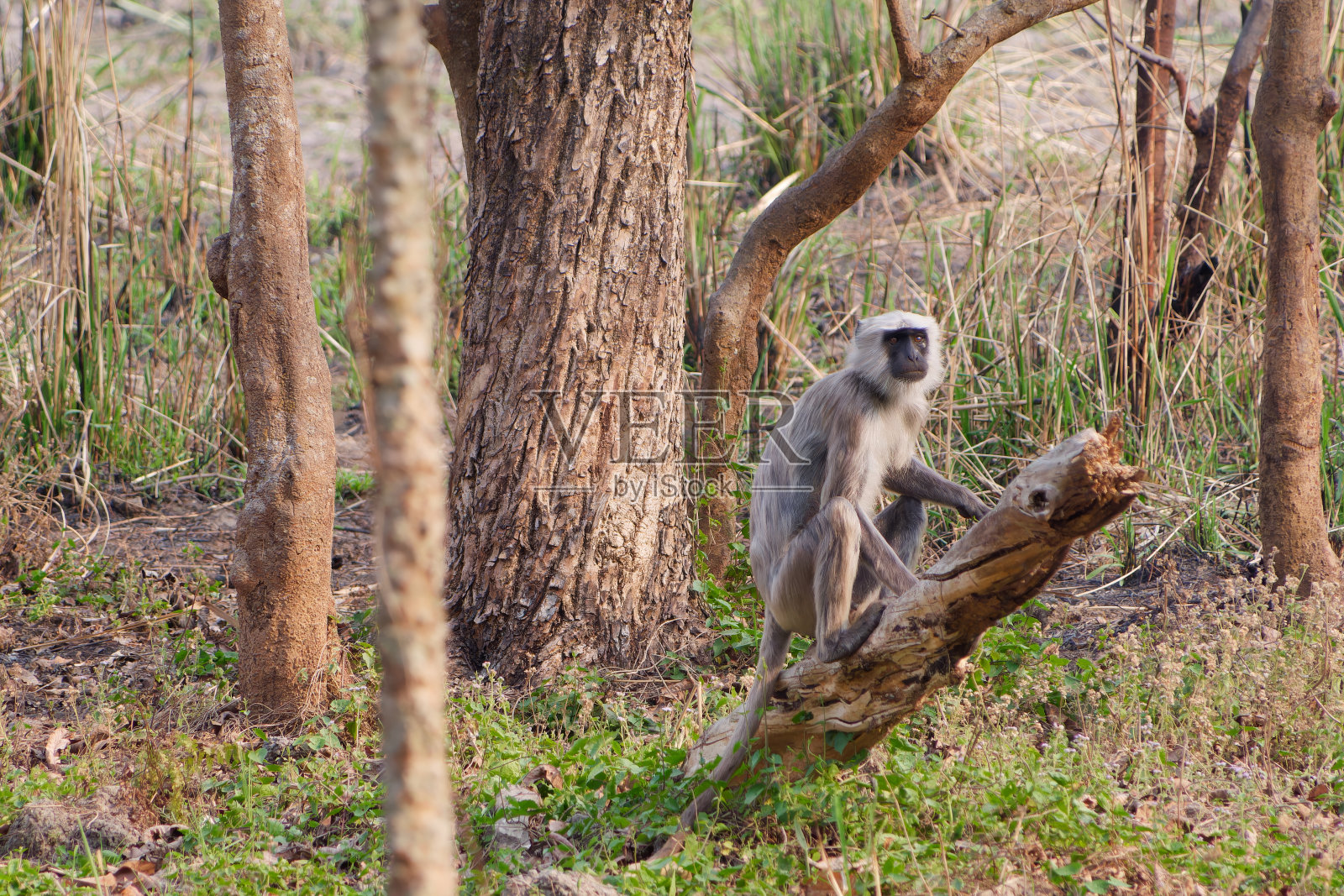 尼泊尔奇旺国家公园，一只猕猴坐在树枝上照片摄影图片