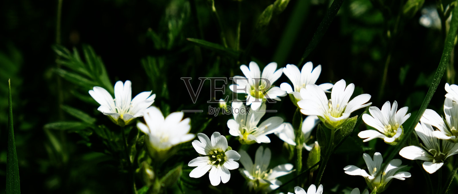 星号是康乃馨科开花植物的一个属。常见于森林、草地、田野和菜园的杂草中。夏季氛围照片摄影图片