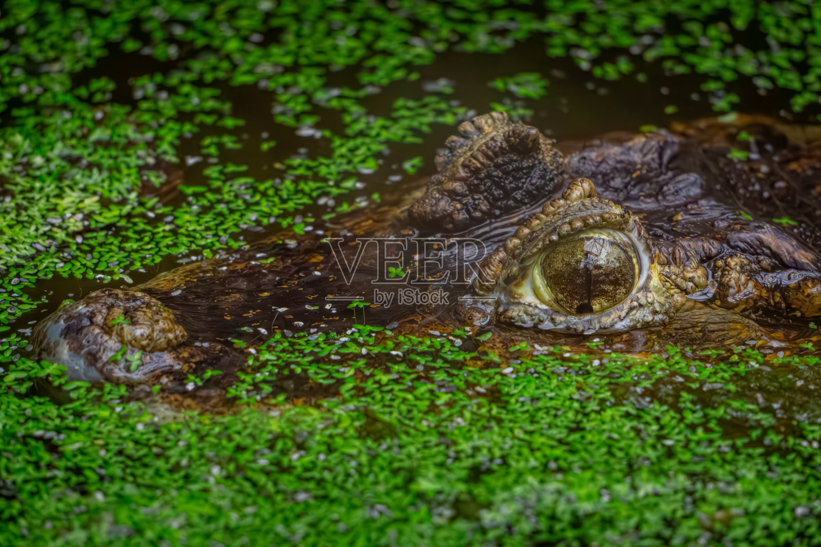 凯门鳄，一种大型水生和陆生爬行动物，在长满绿色植被的水中捕食。鳄鱼的眼睛和嘴部在水中休息照片摄影图片