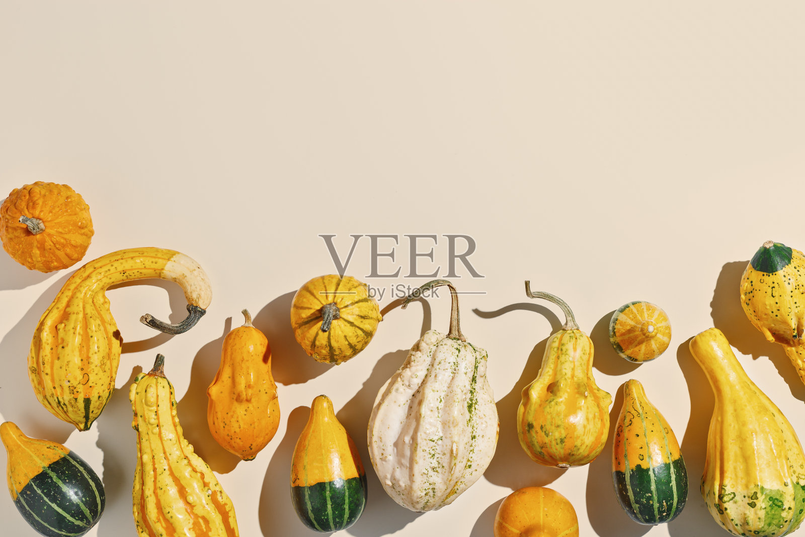 米色背景上的迷你南瓜与复制空间，彩色迷你南瓜和葫芦，秋季静物照片，秋季美学最小顶视图，秋季蔬菜纹理图像照片摄影图片