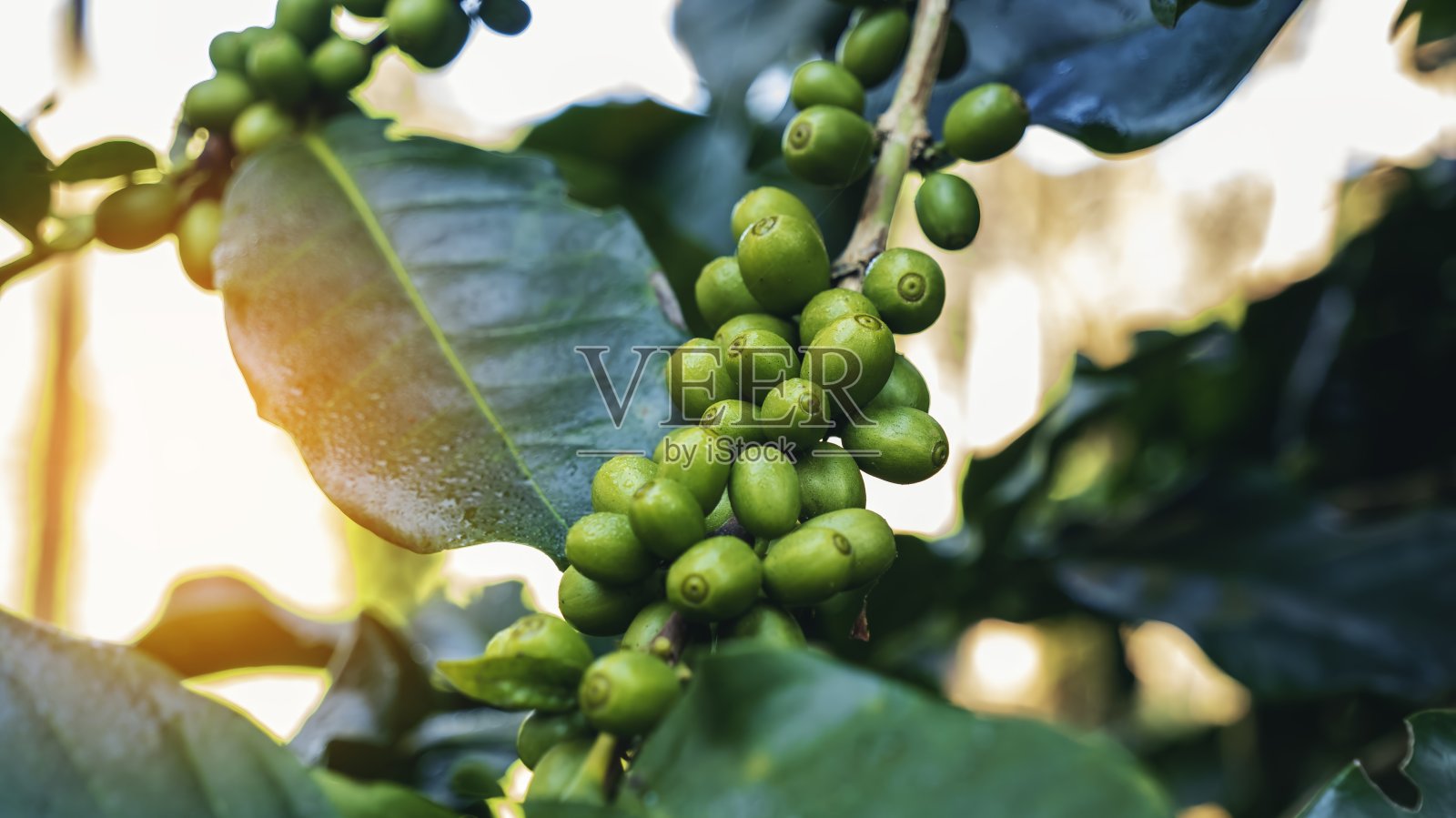 绿色咖啡豆浆果植物与阳光。新鲜的生种子咖啡树生长在生态有机农场的早晨时间。近景绿种子浆果阿拉比卡咖啡园。新鲜咖啡豆绿叶植物照片摄影图片