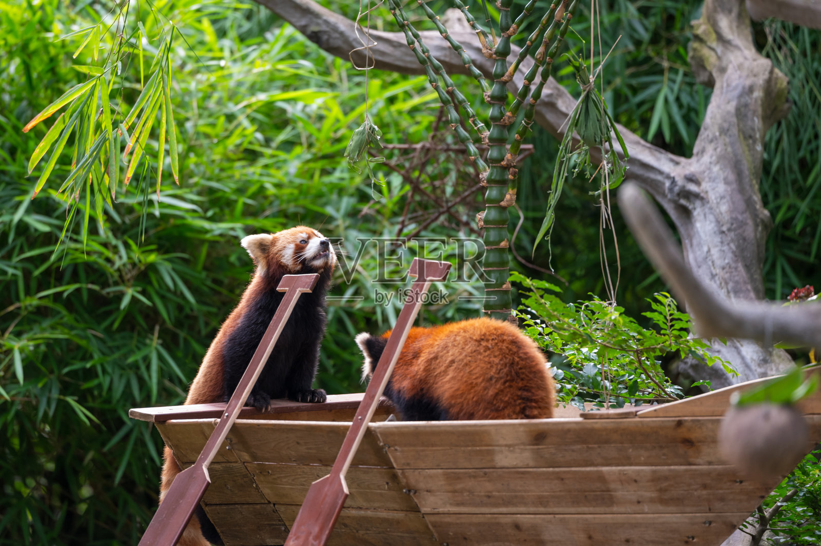 动物园里的小熊猫照片摄影图片