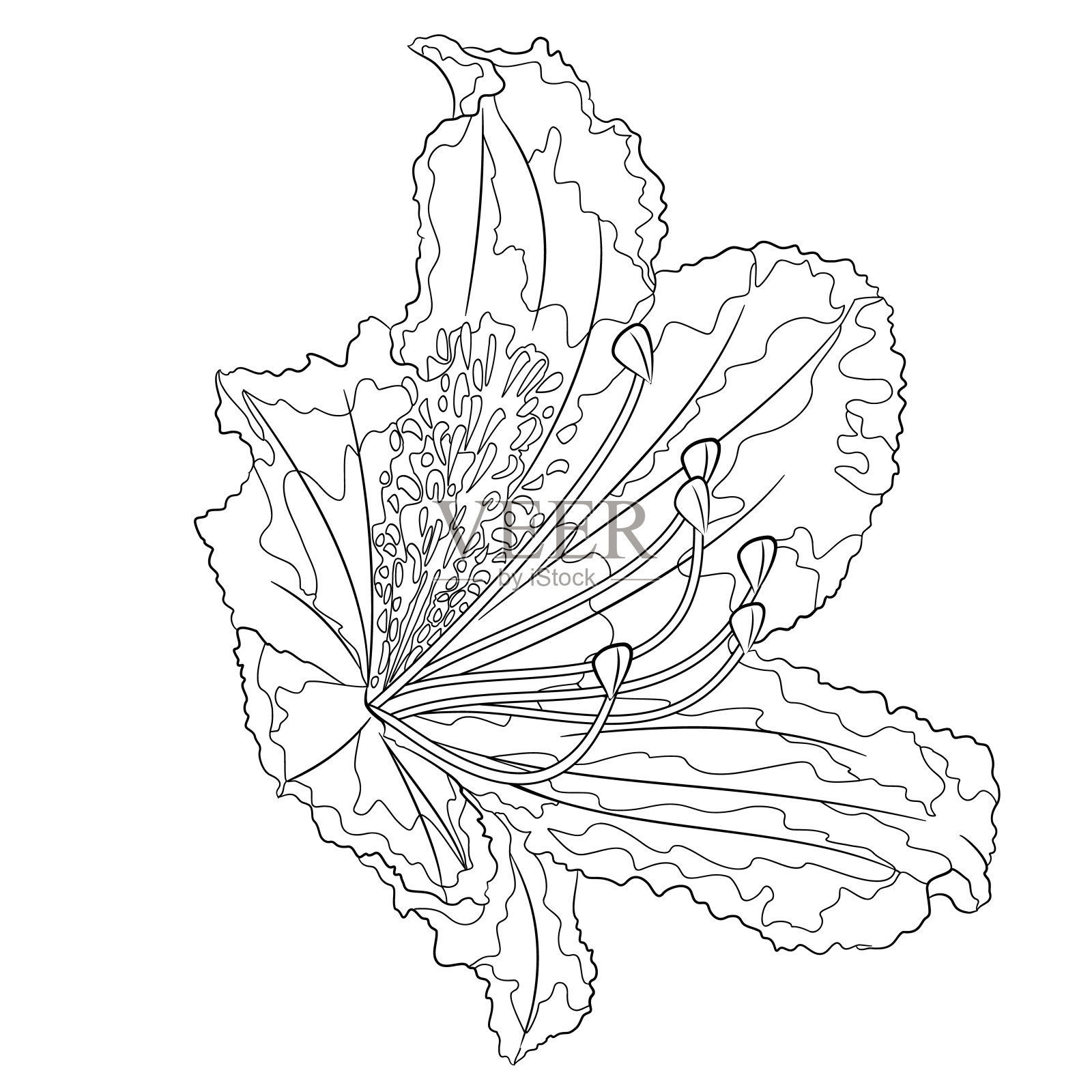 花杜鹃花山灌木轮廓在一个白色的背景上的复古盛开七个矢量插图可编辑手绘插画图片素材