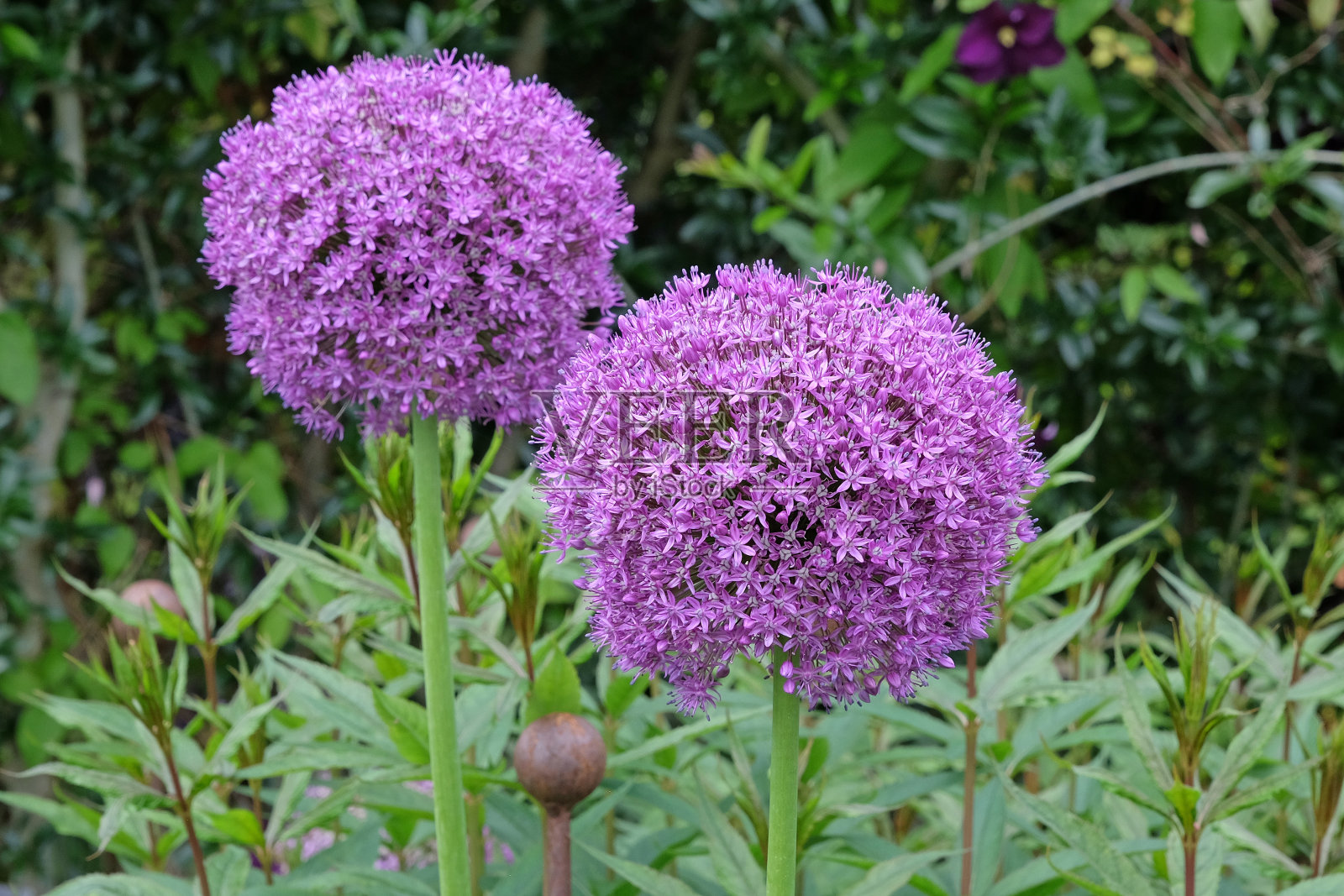 紫色大葱，或巨型洋葱或观赏洋葱，在花中;照片摄影图片