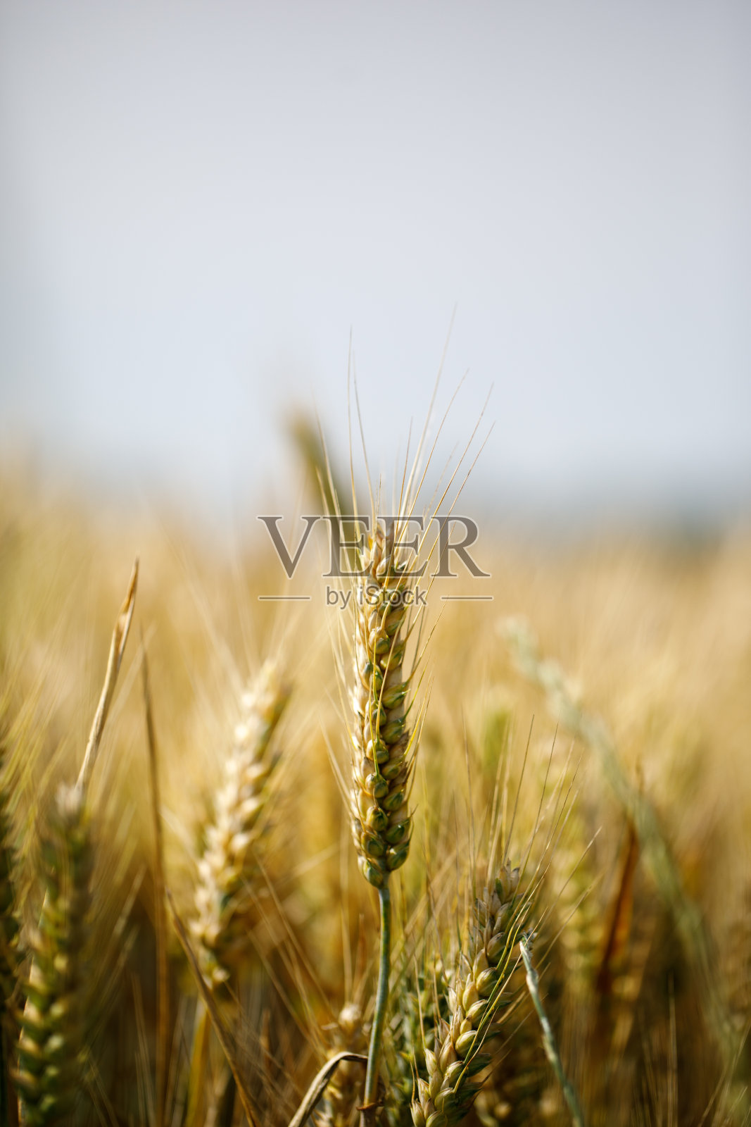 小麦生长的特写，在晴朗的蓝天下。照片摄影图片