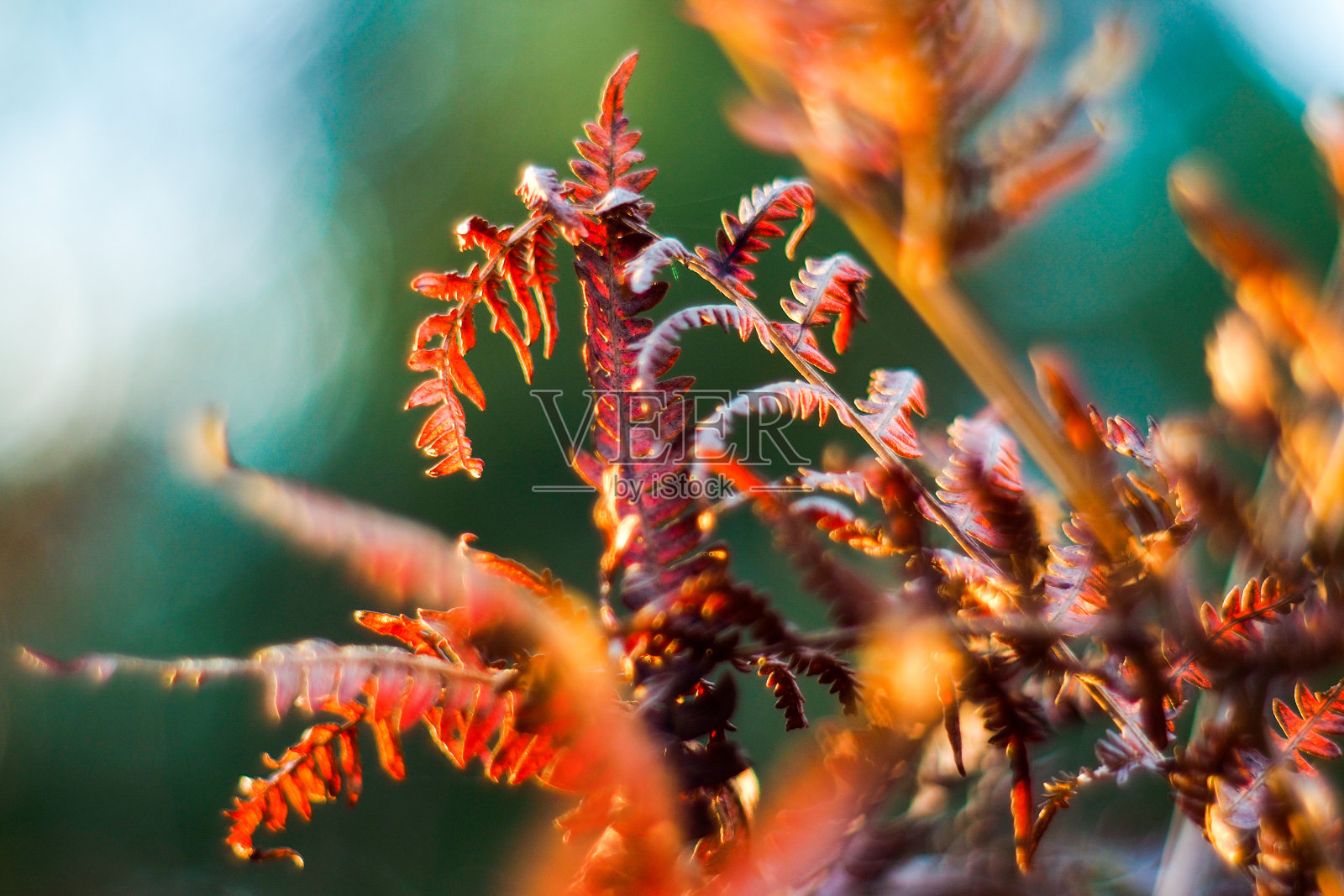 野鹅和野鹅照片摄影图片