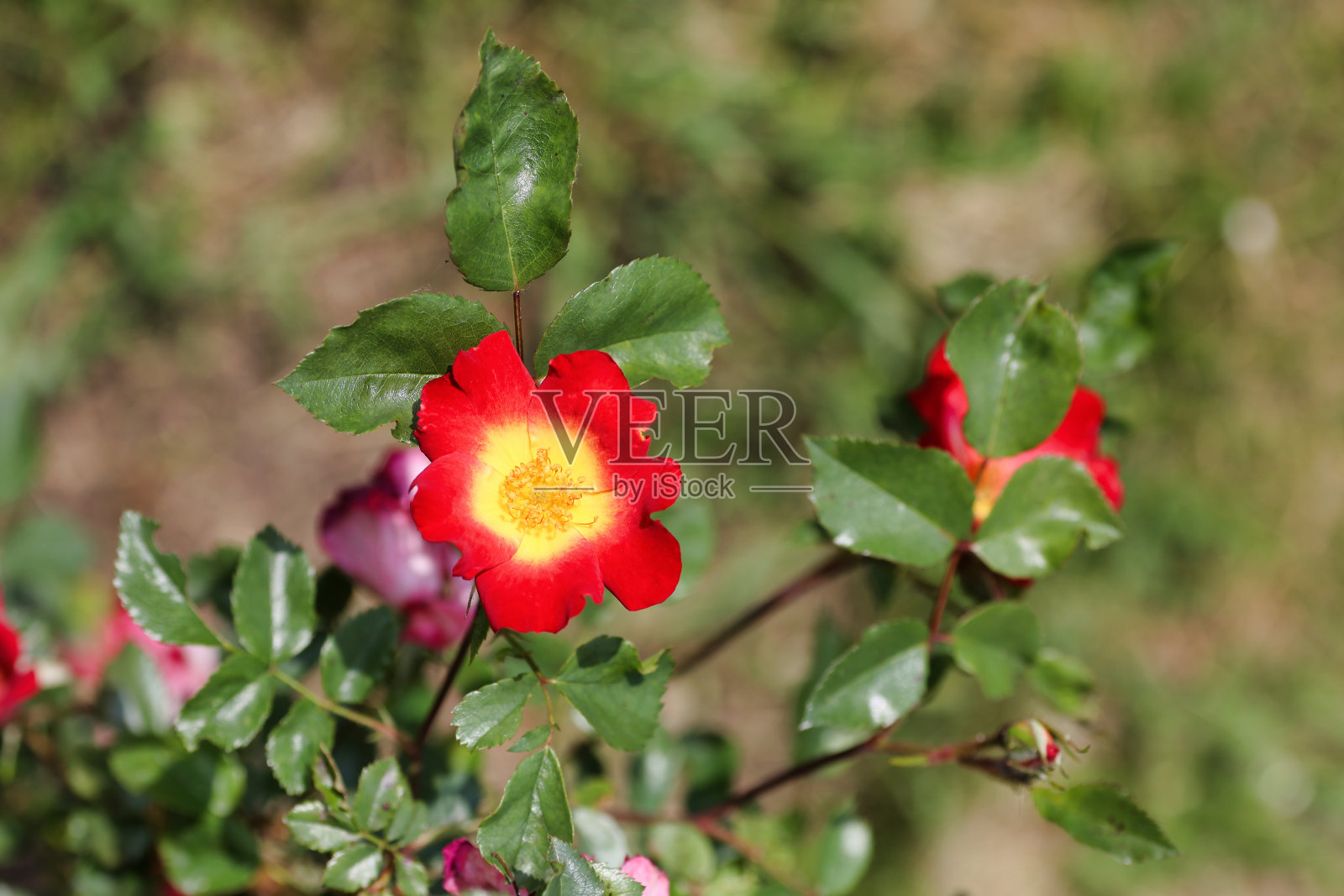 选择性专注于鸡尾酒攀缘玫瑰照片摄影图片