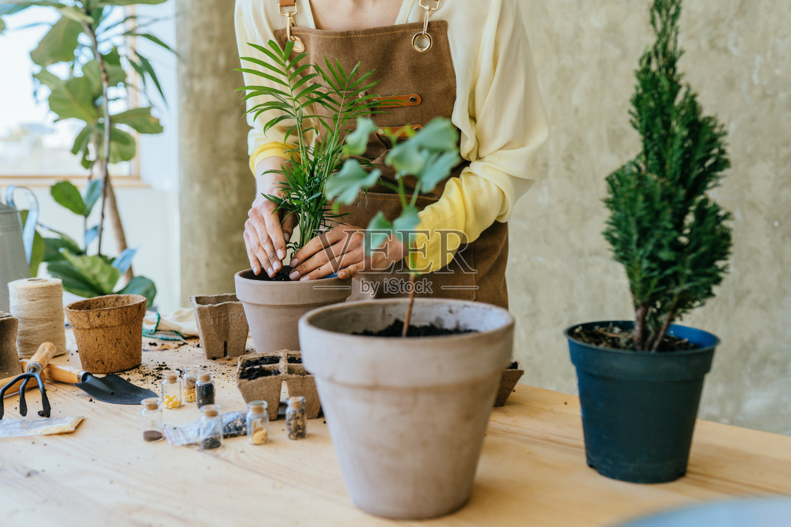 女子在较大的花盆里重新种植买来的室内植物花变色龙，土块特写。室内盆栽植物的栽培和护理。爱好休闲，居家园艺照片摄影图片