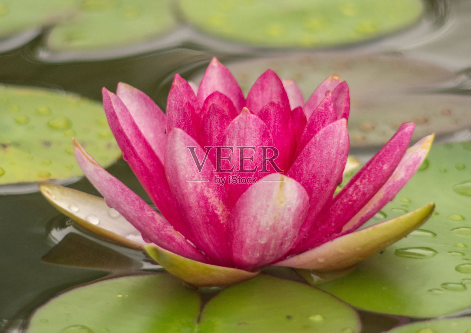 睡莲照片摄影图片