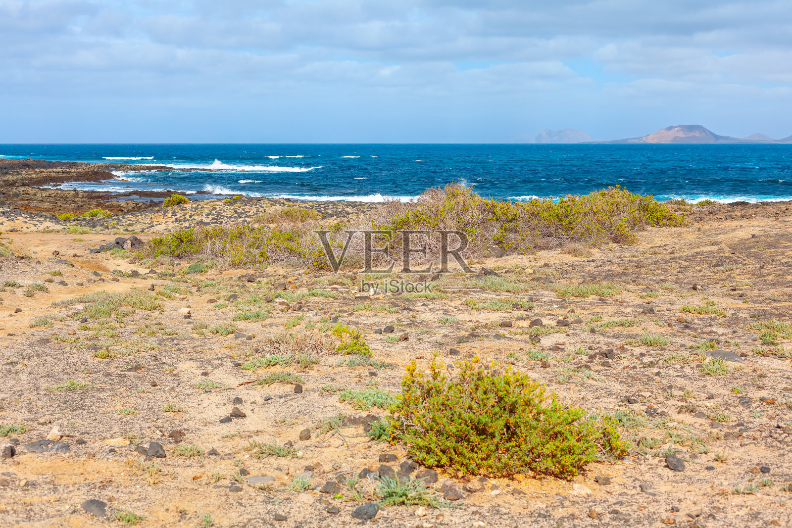 岩石沙滩上有一种小植物生长在沙滩上照片摄影图片