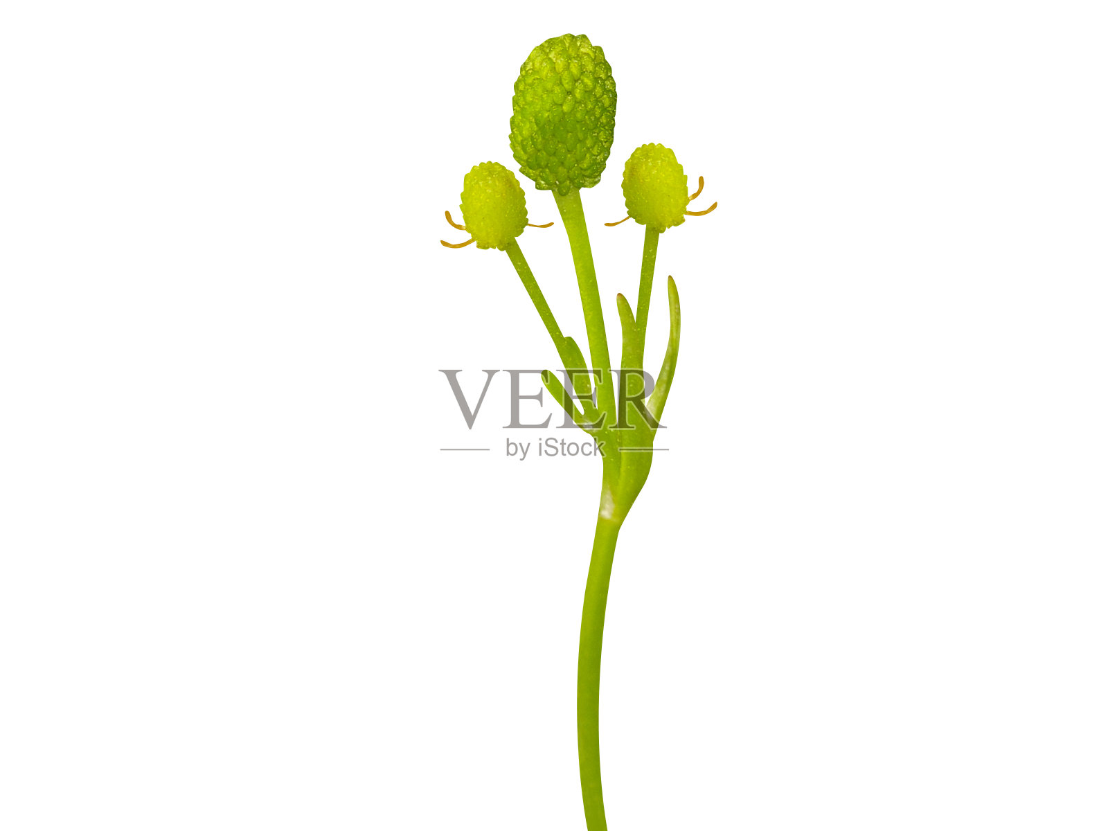 带花毛茛树照片摄影图片