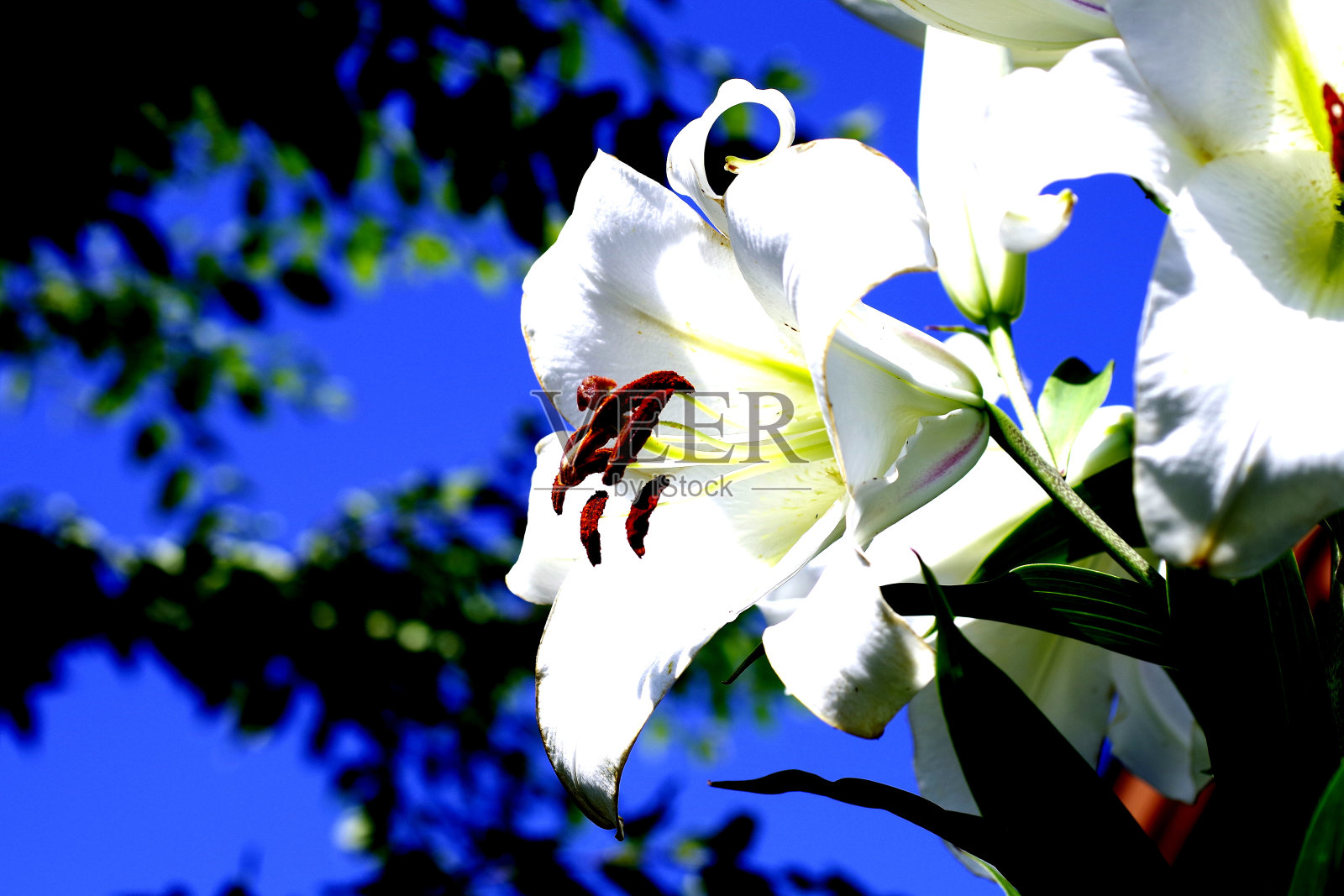 莉莉花照片摄影图片