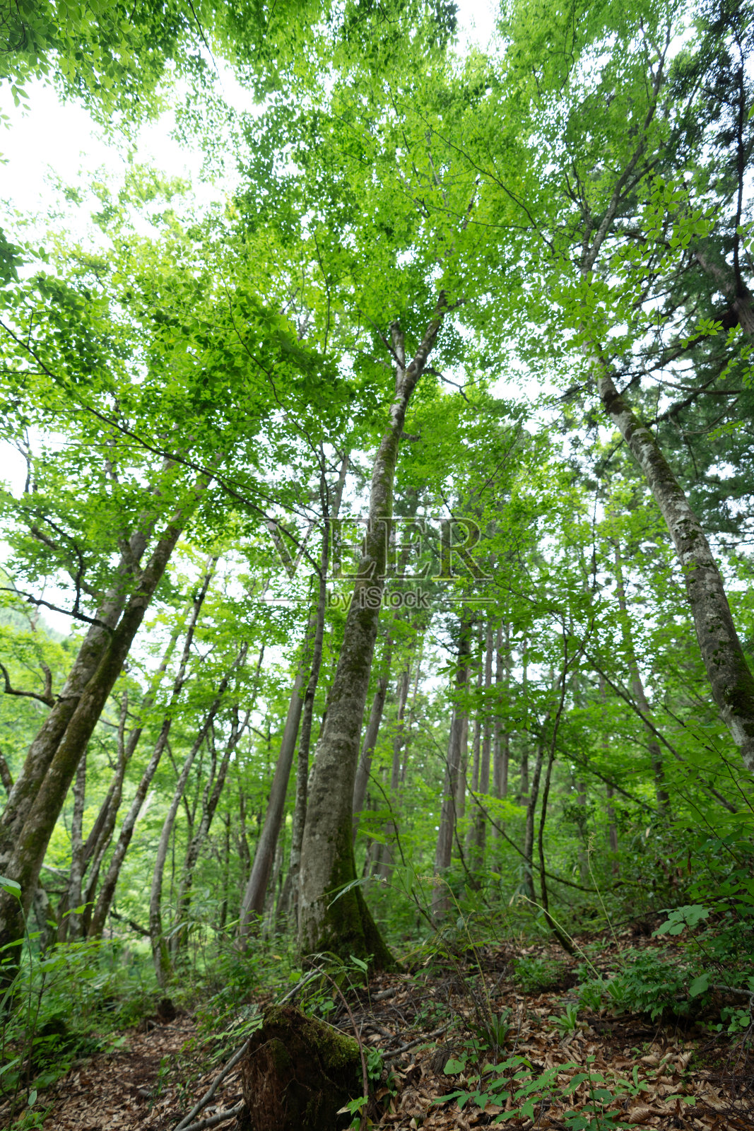龙久保在阴天照片摄影图片
