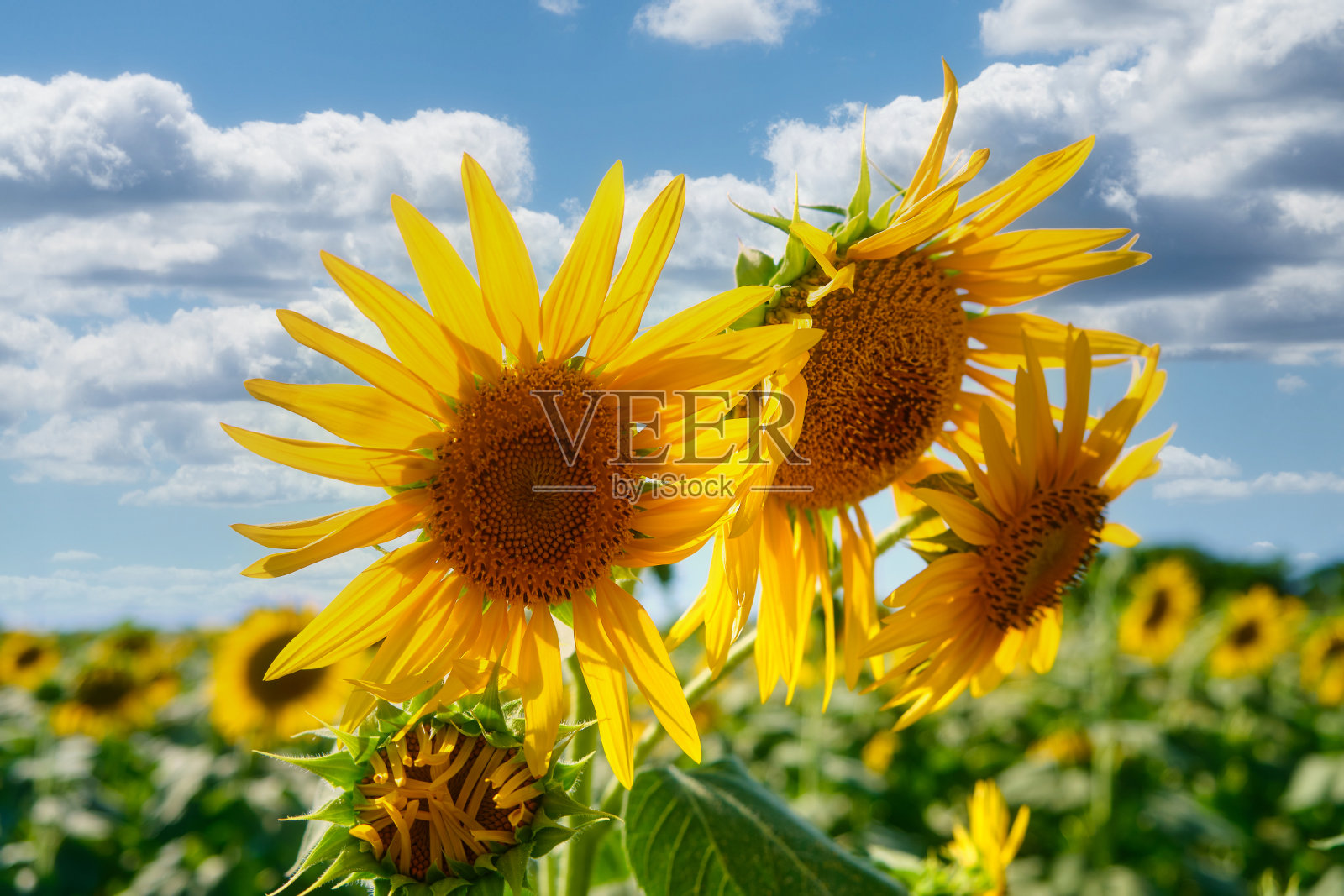 田野里的向日葵照片摄影图片